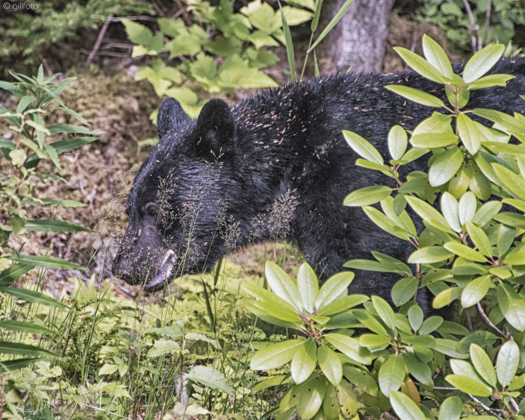 A young black bear leaves the Juneau photographer’s garden on July 17, 2019. (Courtesy Photo | Kenneth Gill)