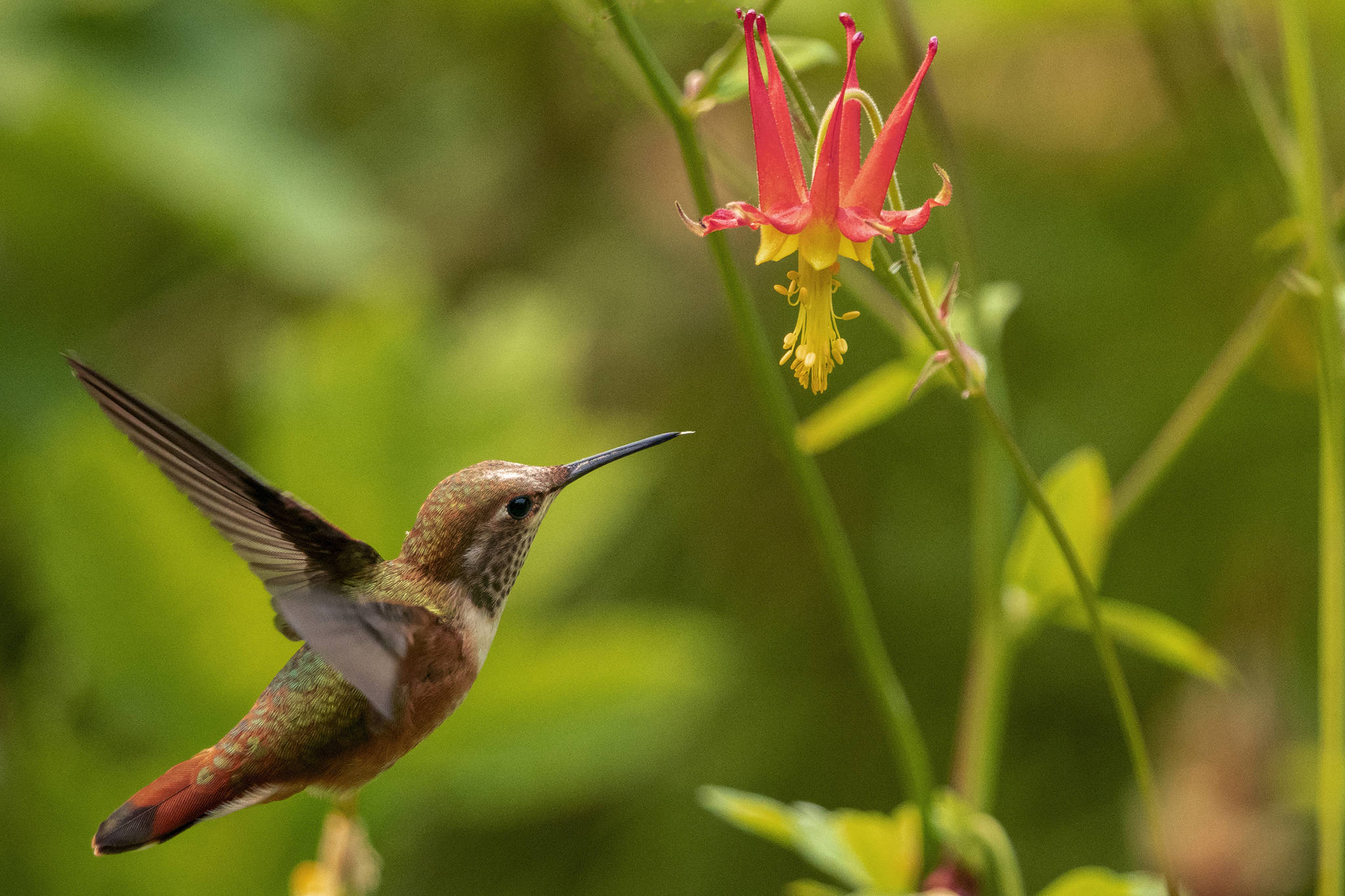 A hummingbird makes the rounds at the Jensen-Olson Arboretum on June 30, 2019. (Courtesy Photo | Janice Gorle)