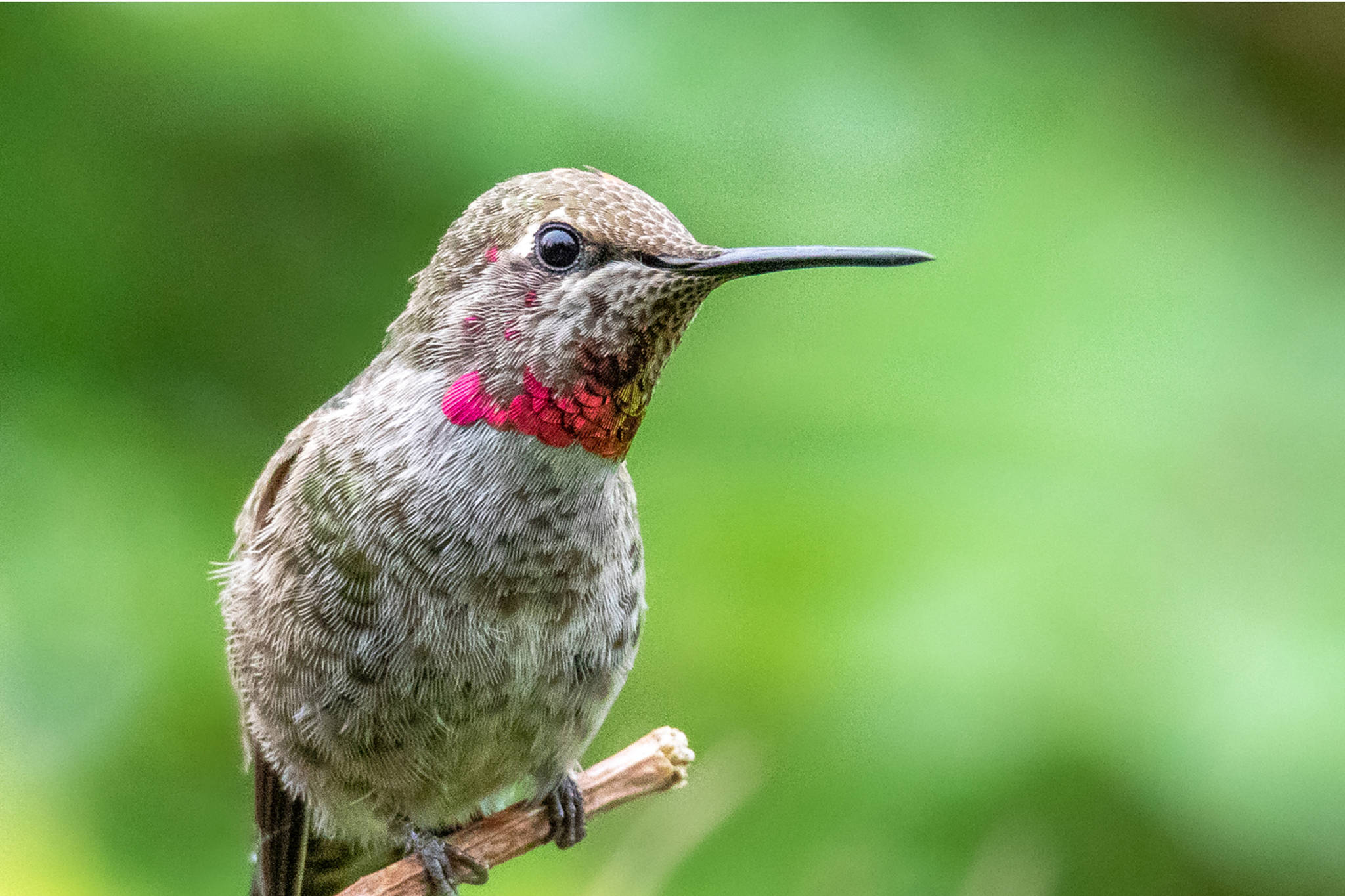 A juvenile Anna’s hummingbird pictured in Lena Cove on July 20, 2019. (Courtesy Photo | Kerry Howard)
