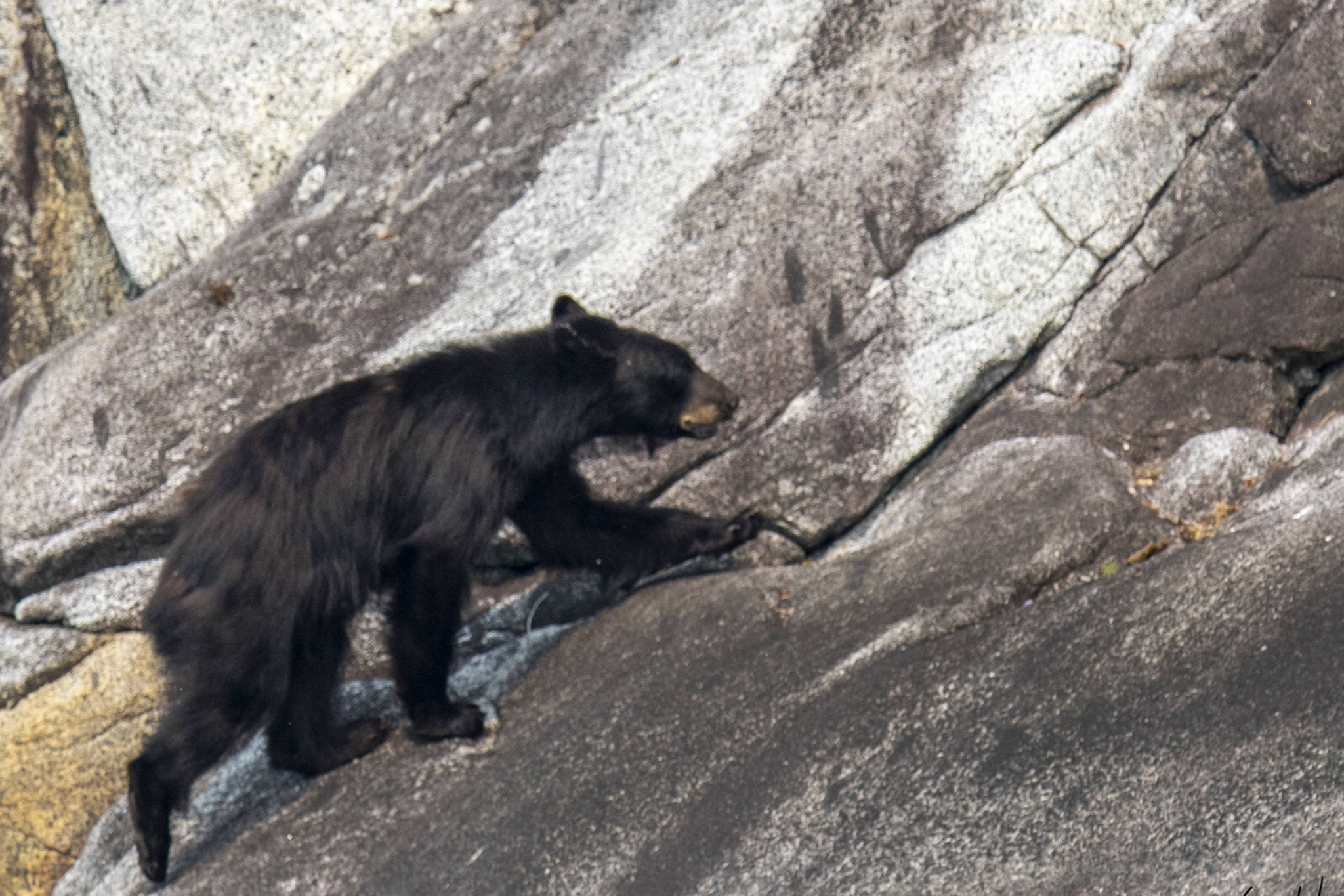 A solitary black bear searches the tideline for mussels in Tracy Arm on July 7, 2019. (Courtesy Photo | Kerry Howard)