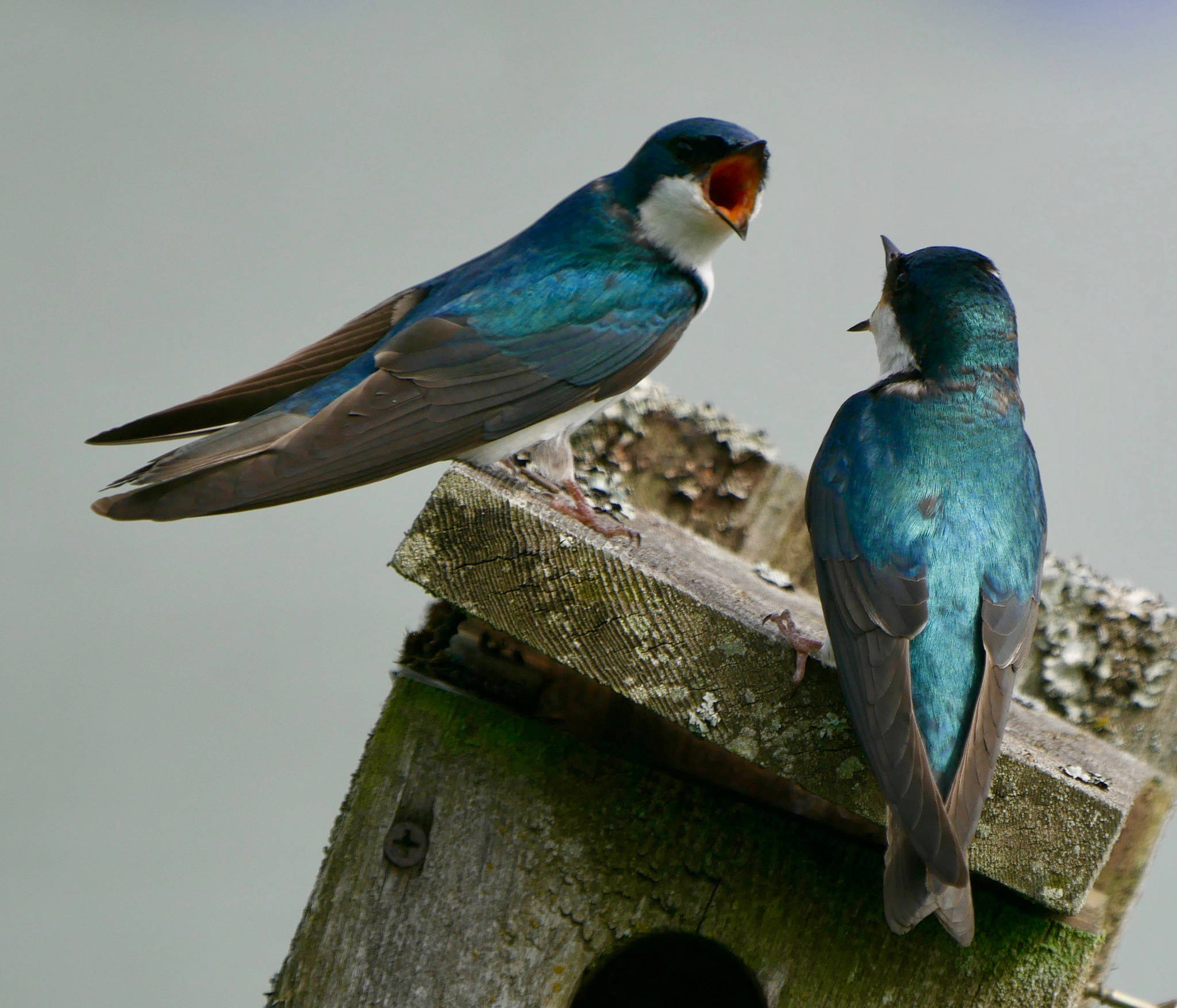 A pair of talkative swallows chat in the Mendenhall Wetlands State Game Refuge on June 13, 2019. (Courtesy Photo | Janine Reep)
