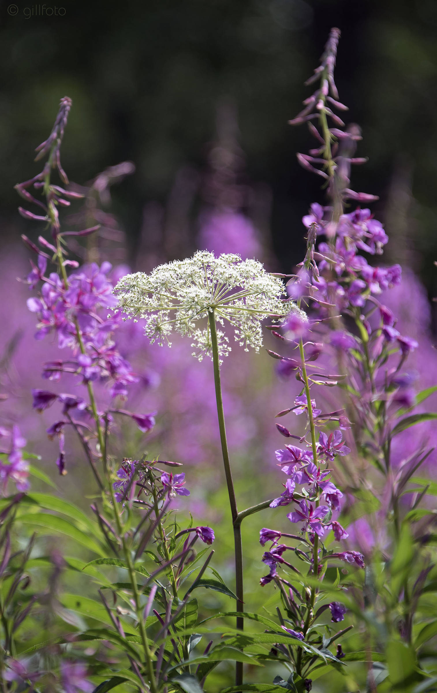 Fireweed surrounds a solo parsley plant in Cowee Meadow in Point Bridget State Park on Sunday, July 21, 2019. (Courtesy Photo | Kenneth Gill)