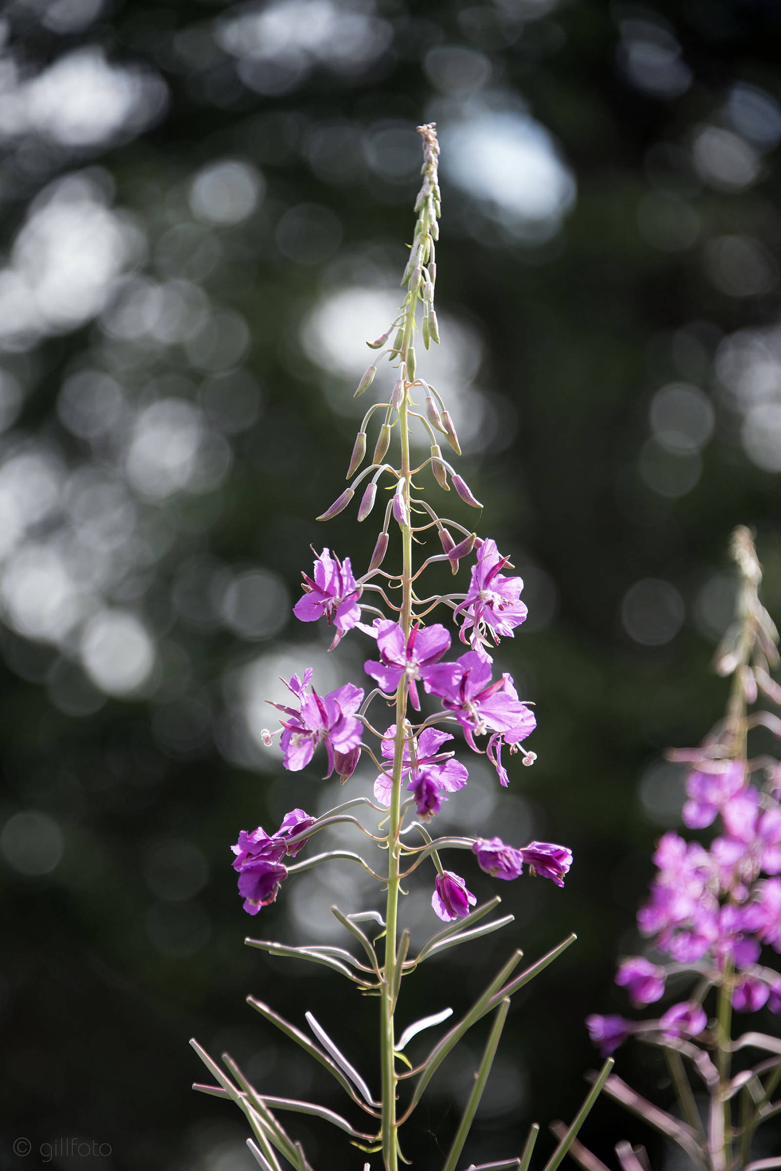 A solo fireweed plant in Cowee Meadow in Point Bridget State Park on Sunday, July 21, 2019. (Courtesy Photo | Kenneth Gill)