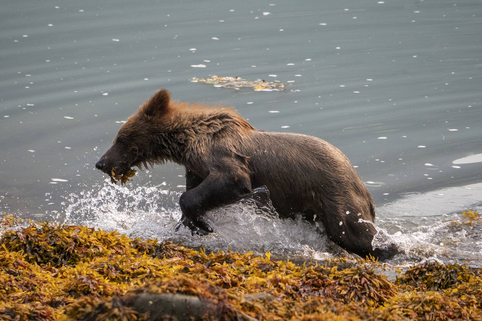 A brown bear cub plays in Lutak Inlet outside of Haines on July 10, 2019. (Courtesy Photo | Janice Gorle)