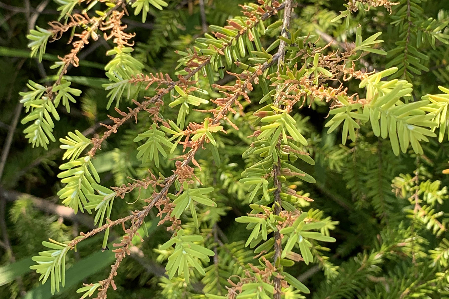 Why are Juneau’s hemlock trees turning brown? This one insect is to blame.