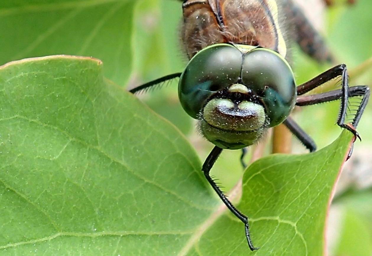 The compound eyes of a sedge darner dragonfly. Each eye is made up of thousands of light-and-motion sensitive units. (Courtesy photo | Ned Rozell)