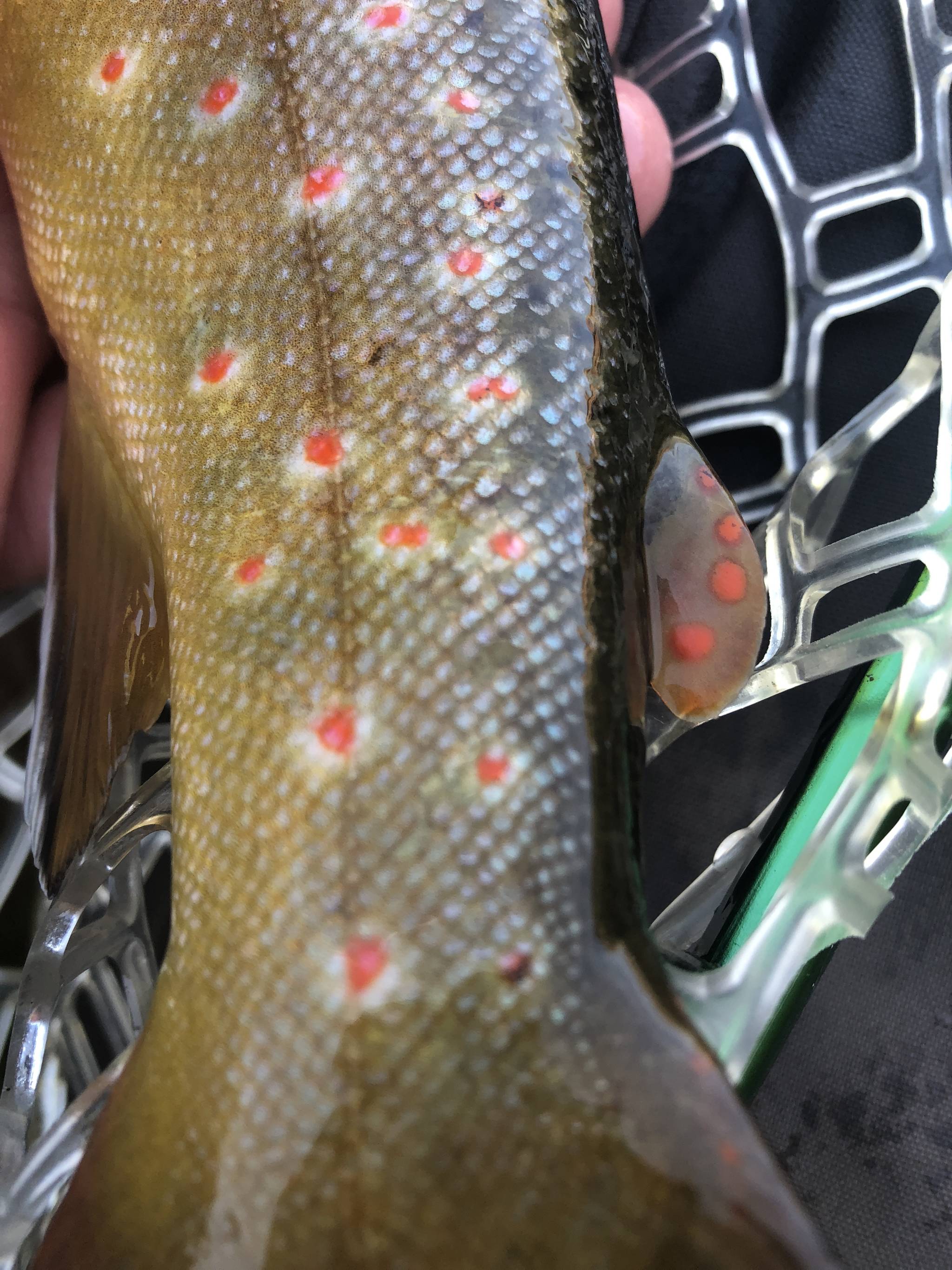 Thanks to one of his favorite writers, its not just a brown trout, its a Frying Pan River brown trout. (Jeff Lund | For the Juneau Empire)