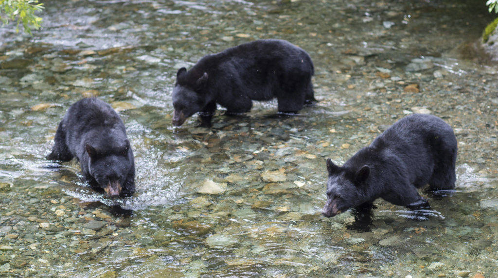 Three 2-year-old black bear cubs look hunt spawning sockeye salmon in Steep Creek at the Mendenhall Glacier Visitor Center on Thursday, August 16, 2018. (Michael Penn | Juneau Empire File)