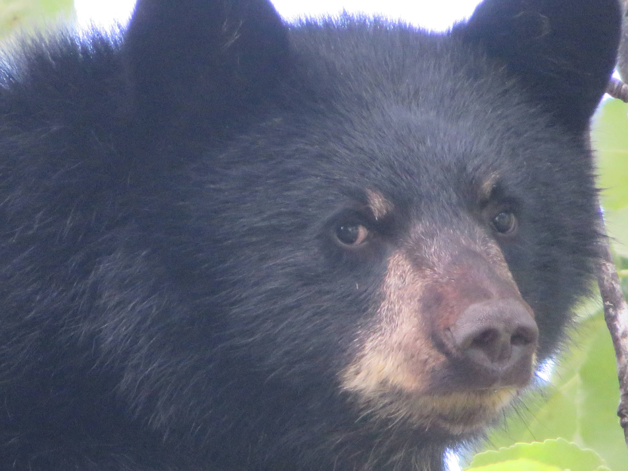 A black bear cub hangs out near the Mendenhall Glacier Visitor Center on Friday, Aug. 16, 2019. (Courtesy Photo | Roy Santoro)