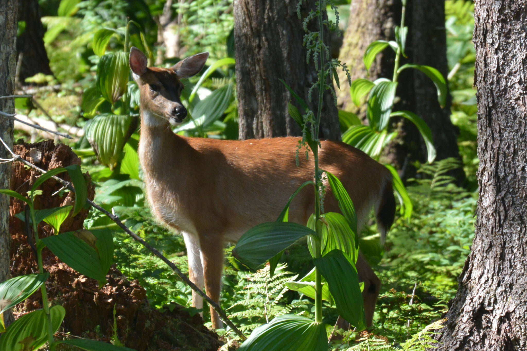A Sitka black-tailed deer glances through the forest on Shelter Island in early August. (Courtesy Photo | Jerry Reinwand)