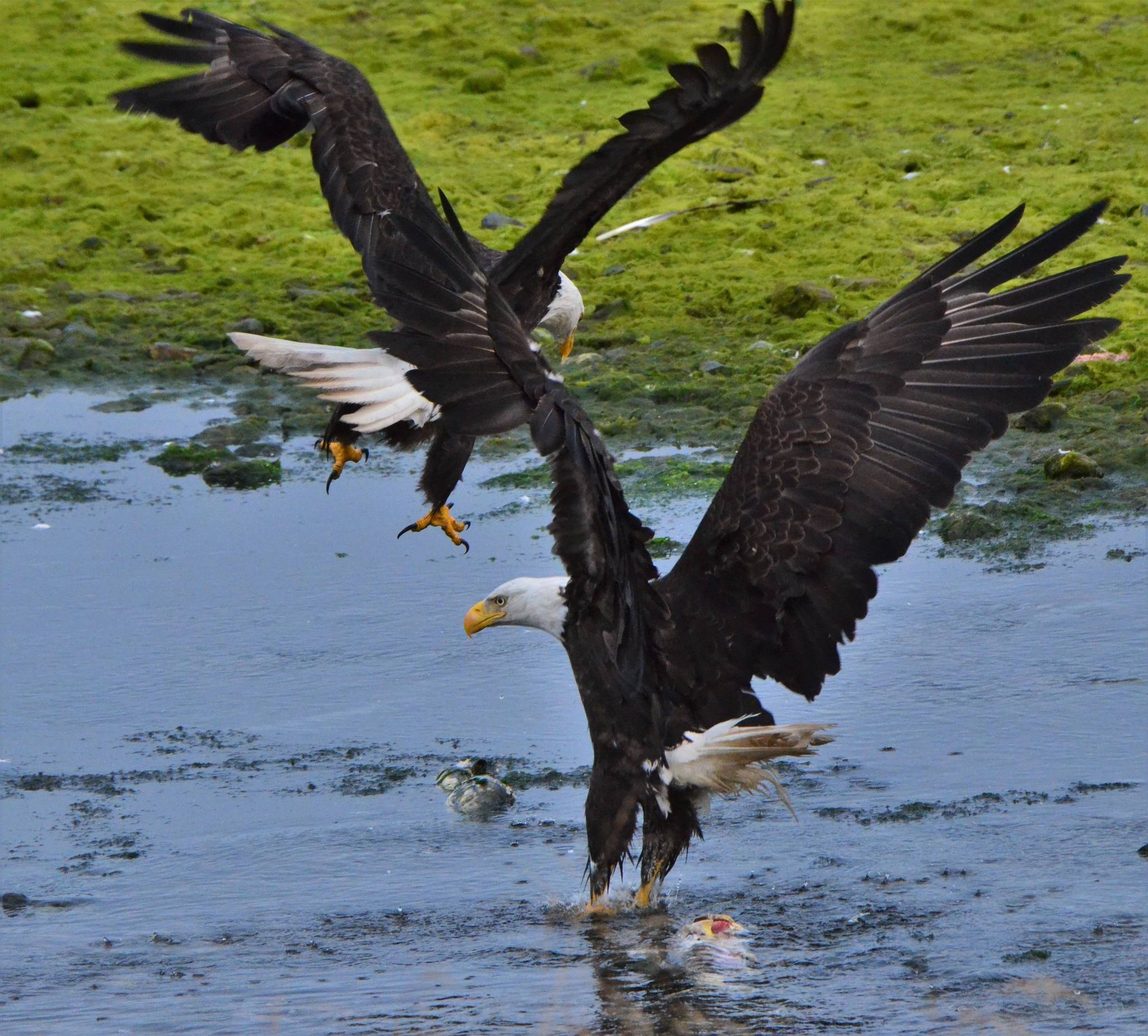 A pair of bald eagles snatch fish out of Salmon Creek in July 2019. (Courtesy Photo | Zelma Dawdy Covington)