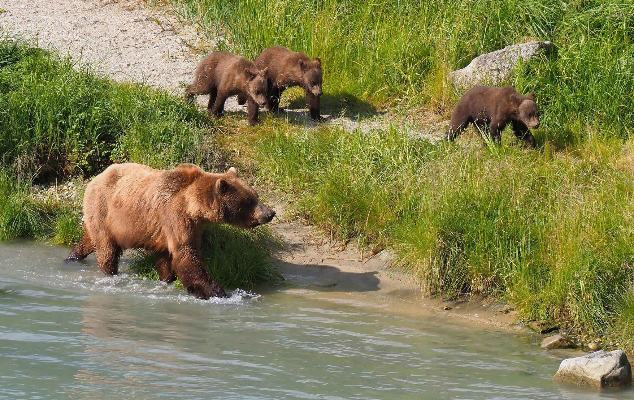 A brown bear sow and cubs along the Chilkoot River in Haines on July 25, 2018. (Courtesy Photo | Charles Baxter)