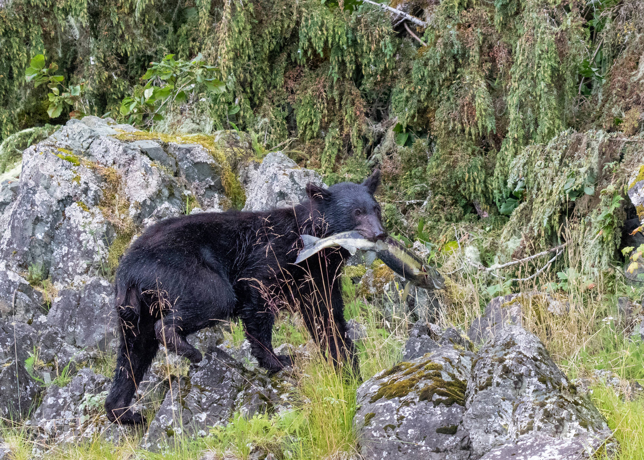 A black bear with his lunch near Amalga Harbor on July 27, 2019. (Courtesy Photo | Kerry Howard)