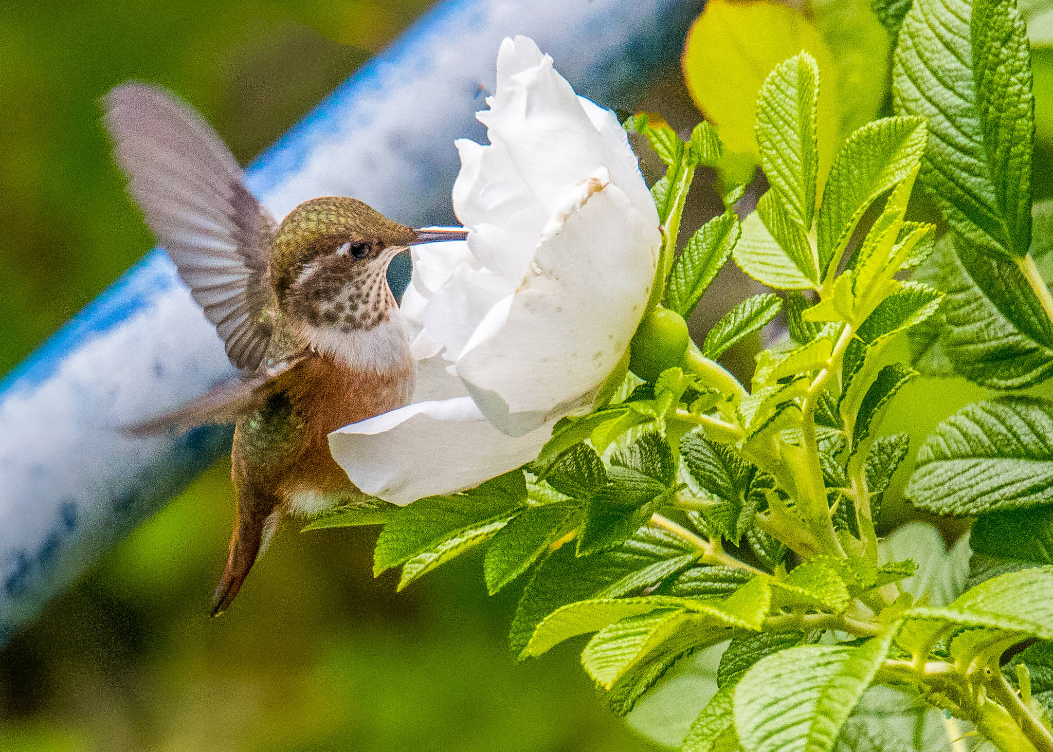 A rufous hummingbird stops to smell the roses in the Lena Cove area on July 29, 2019. (Courtesy Photo | Kerry Howard)