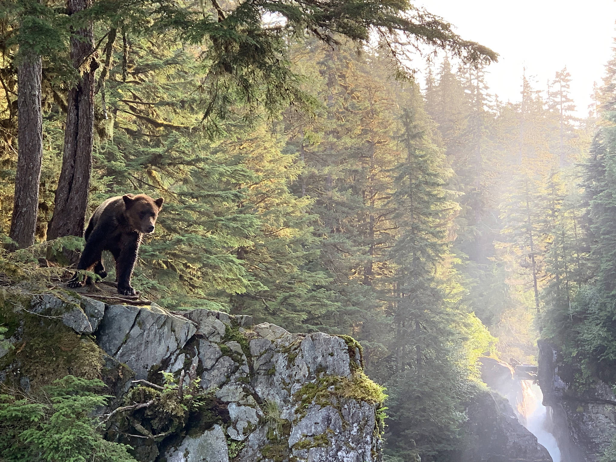 A bear looks out over a cliff near Sweetheart Creek south of Juneau on Tuesday, July 30, 2019. (Courtesy Photo | Kim Hollingsworth)