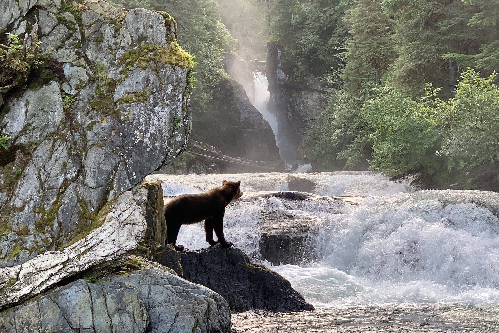 A bear looks out over Sweetheart Creek on Tuesday, July 30, 2019. (Courtesy Photo | Kim Hollingsworth)