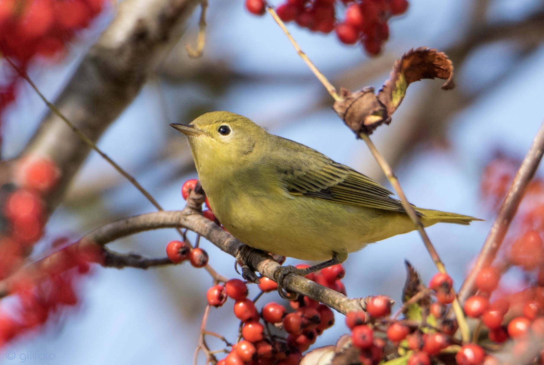 A yellow warbler perches on a mountain ash tree Aug. 29, 2019, near the Juneau International Airport. (Courtesy Photo | Ken Gill)