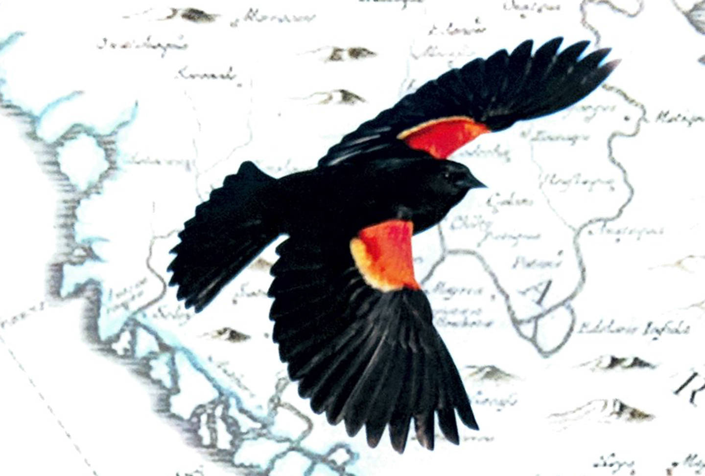 Birds, learning and life after death: Former Alaska poet laureate talks about her memoir