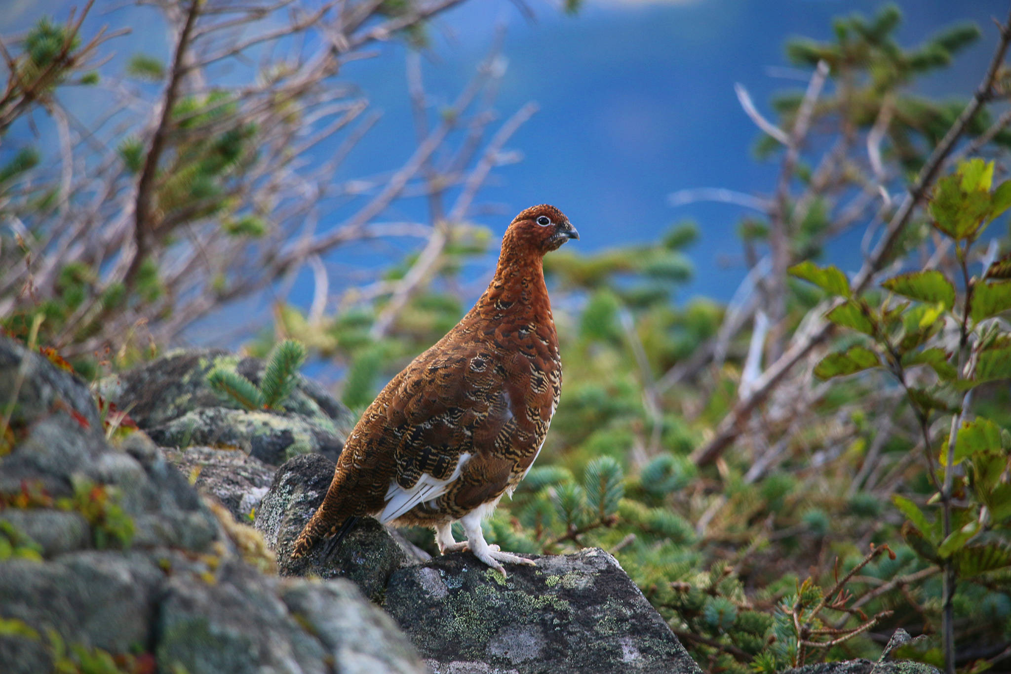 A male willow ptarmigan in full summertime plumage, with his family nearby. (Courtesy photo | Bob Armstrong)