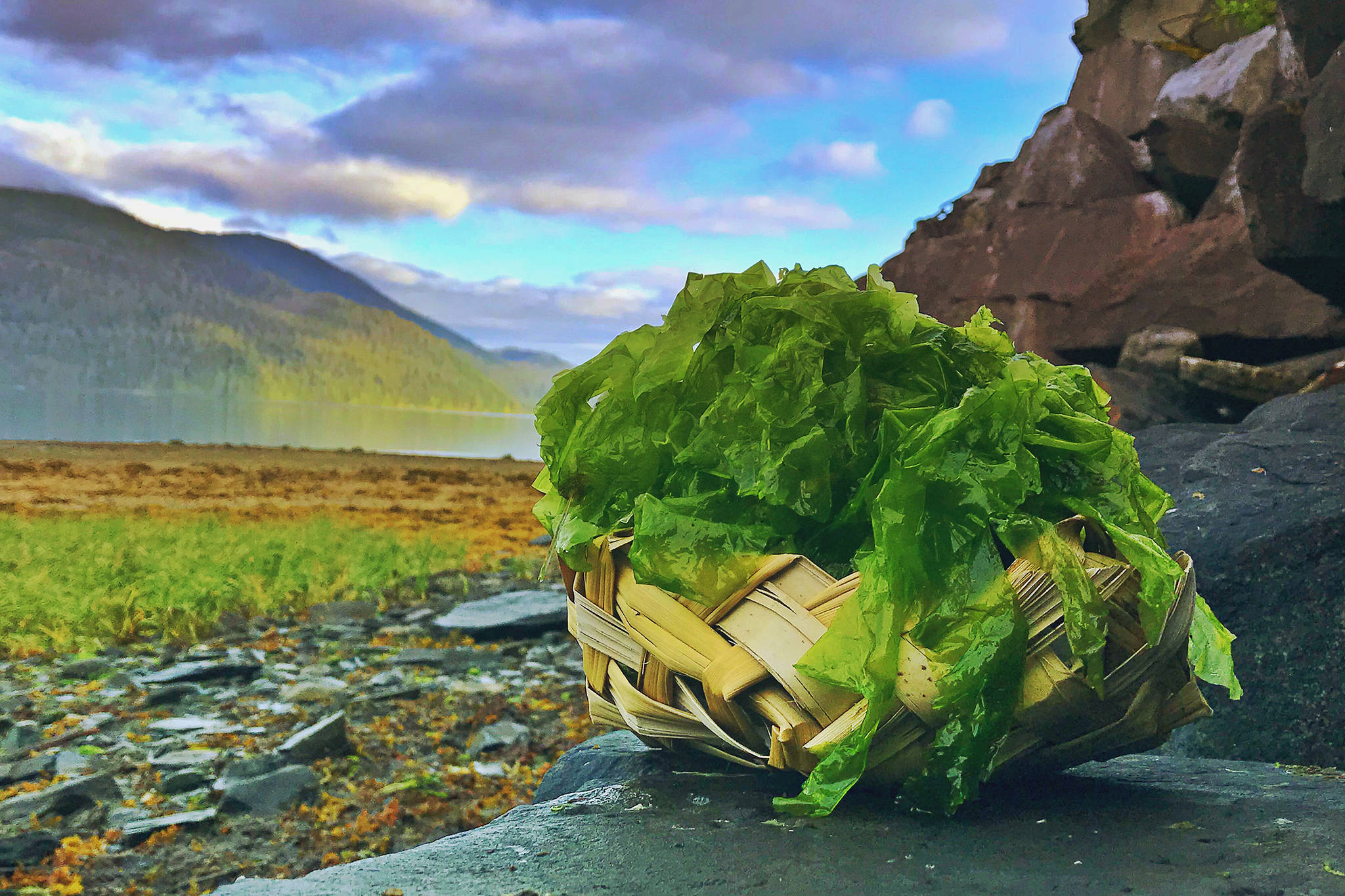Sea lettuce harvested in Wrangell sits in a basket. (Vivian Faith Prescott | For the Capital City Weekly)