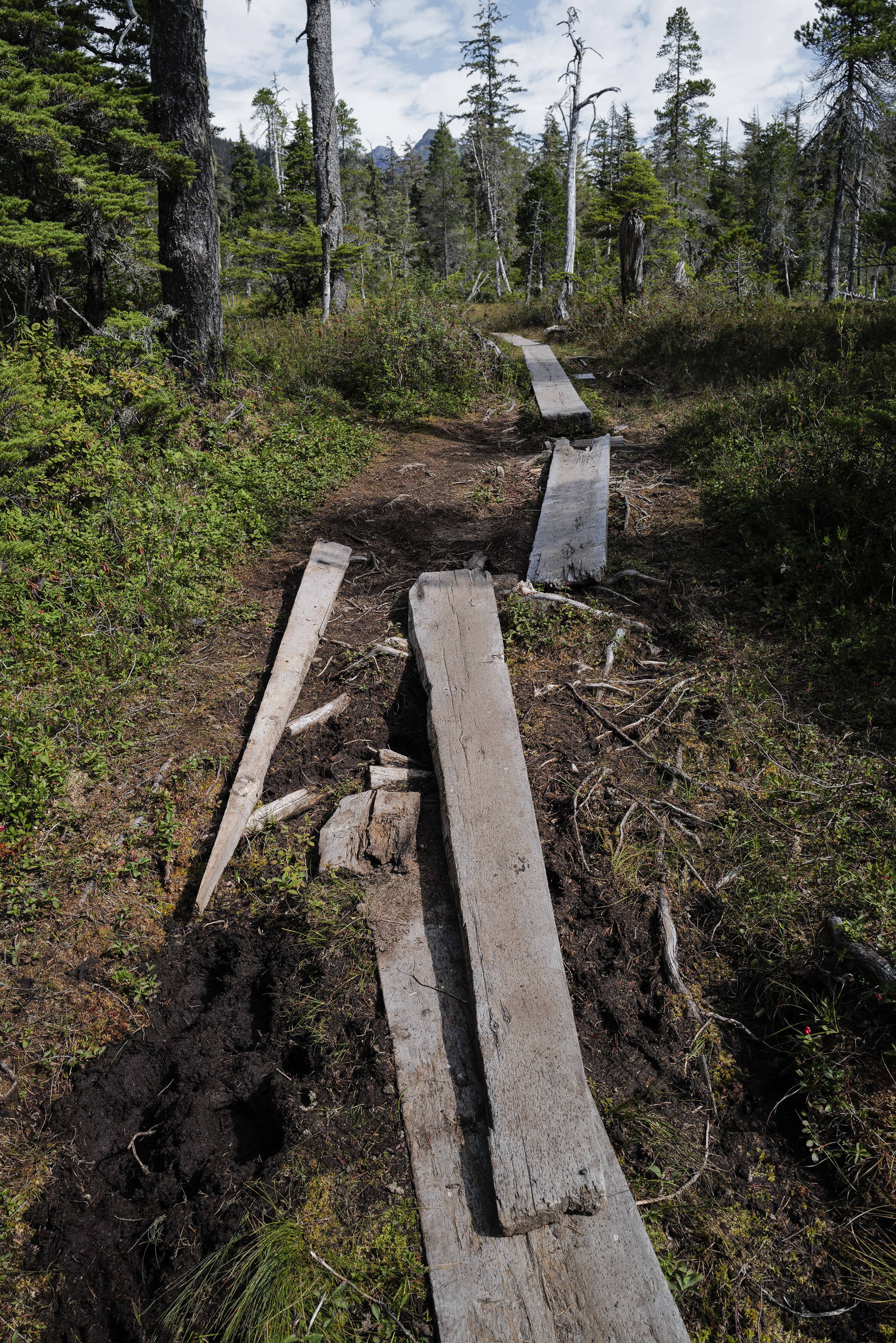 Boards on the Auke Nu Trail have fallen in to disrepair on Wednesday, Aug. 7, 2019. The U.S. Forest Service is repairing sections of the trail on a yearly basis. (Michael Penn | Juneau Empire)