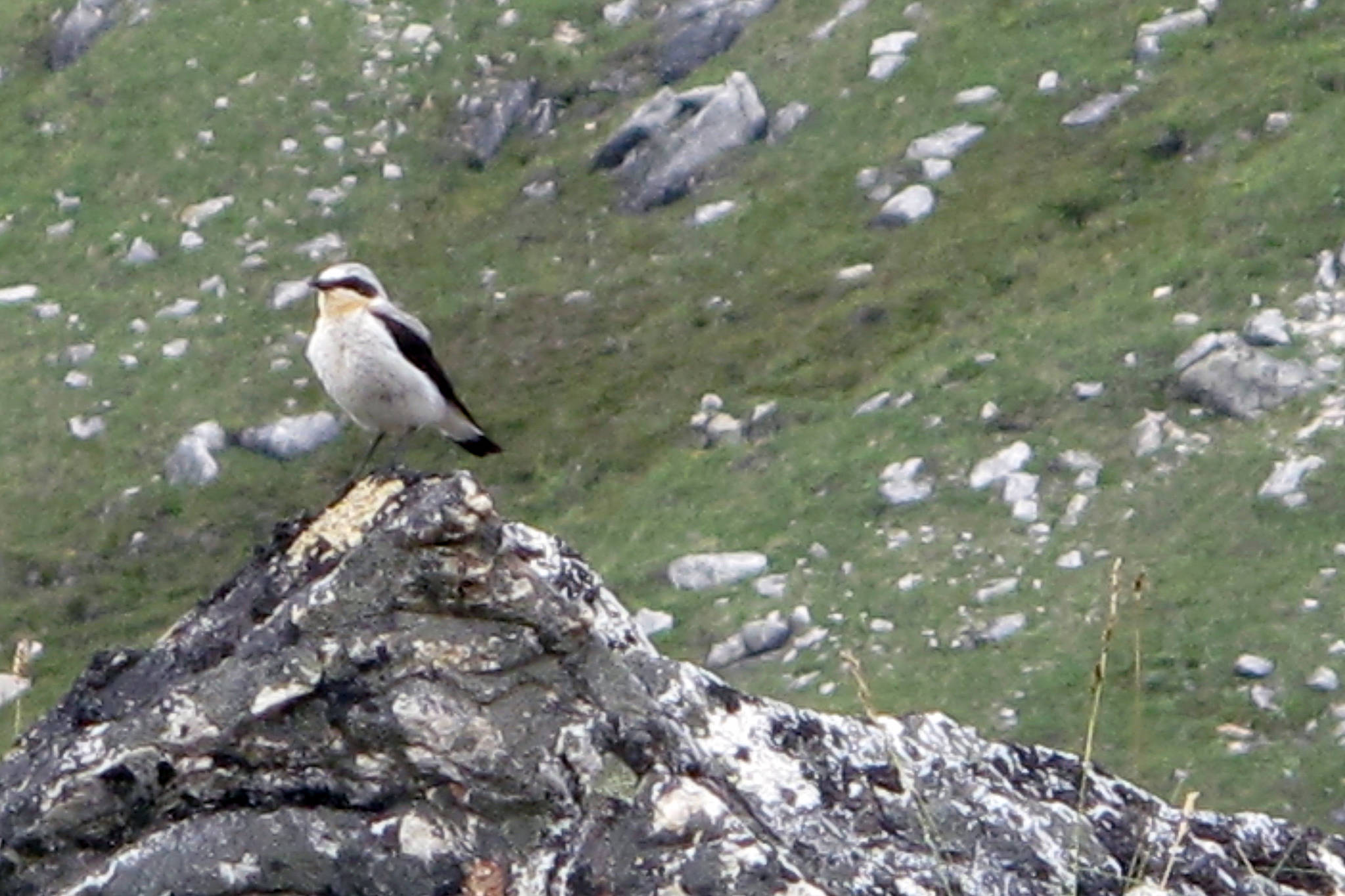 A northern wheatear in the Kokrines Hills of Interior Alaska. (Ned Rozell | For the Juneau Empire)