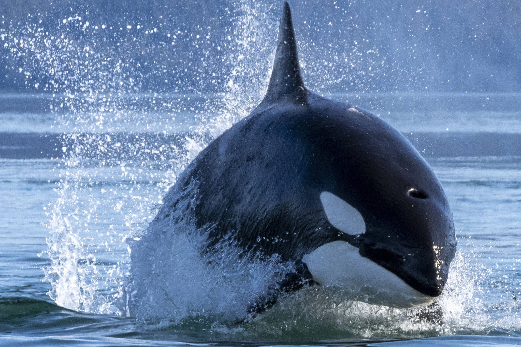 An orca emerges from the water near Hoonah. Whale activity was a major source of inspiration for a recently painted mural at Icy Strait Point. (Courtesy Photo | Icy Strait Point)