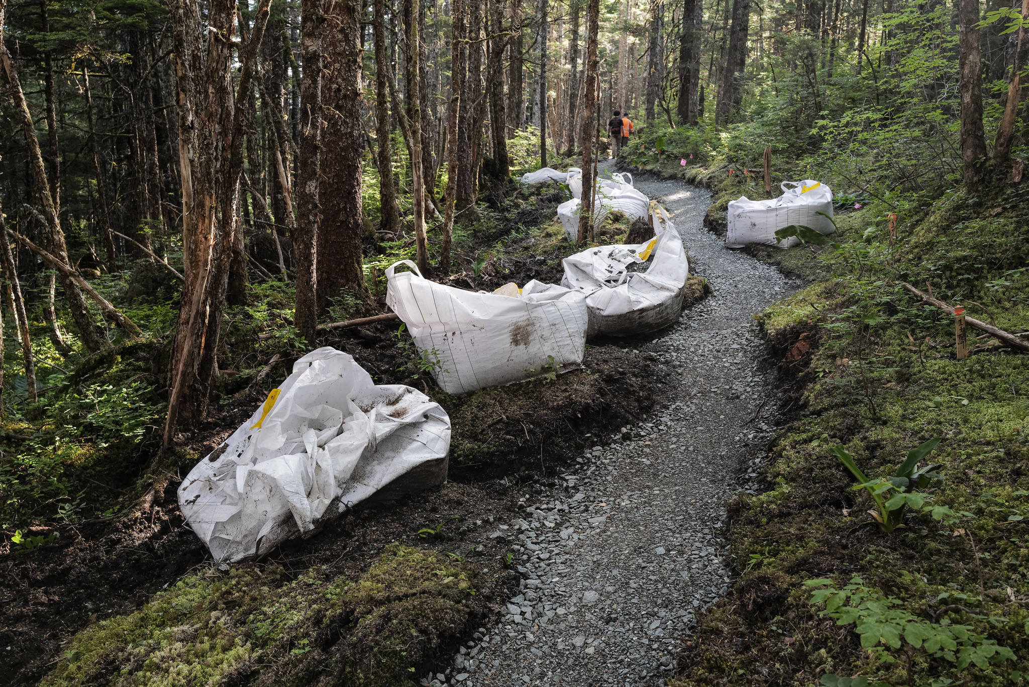 A new Treadwell Gorge reroute trail on the Treadwell Ditch Trail built by Trail Mix crew and volunteers on Thursday, Aug. 8, 2019. (Michael Penn | Juneau Empire)