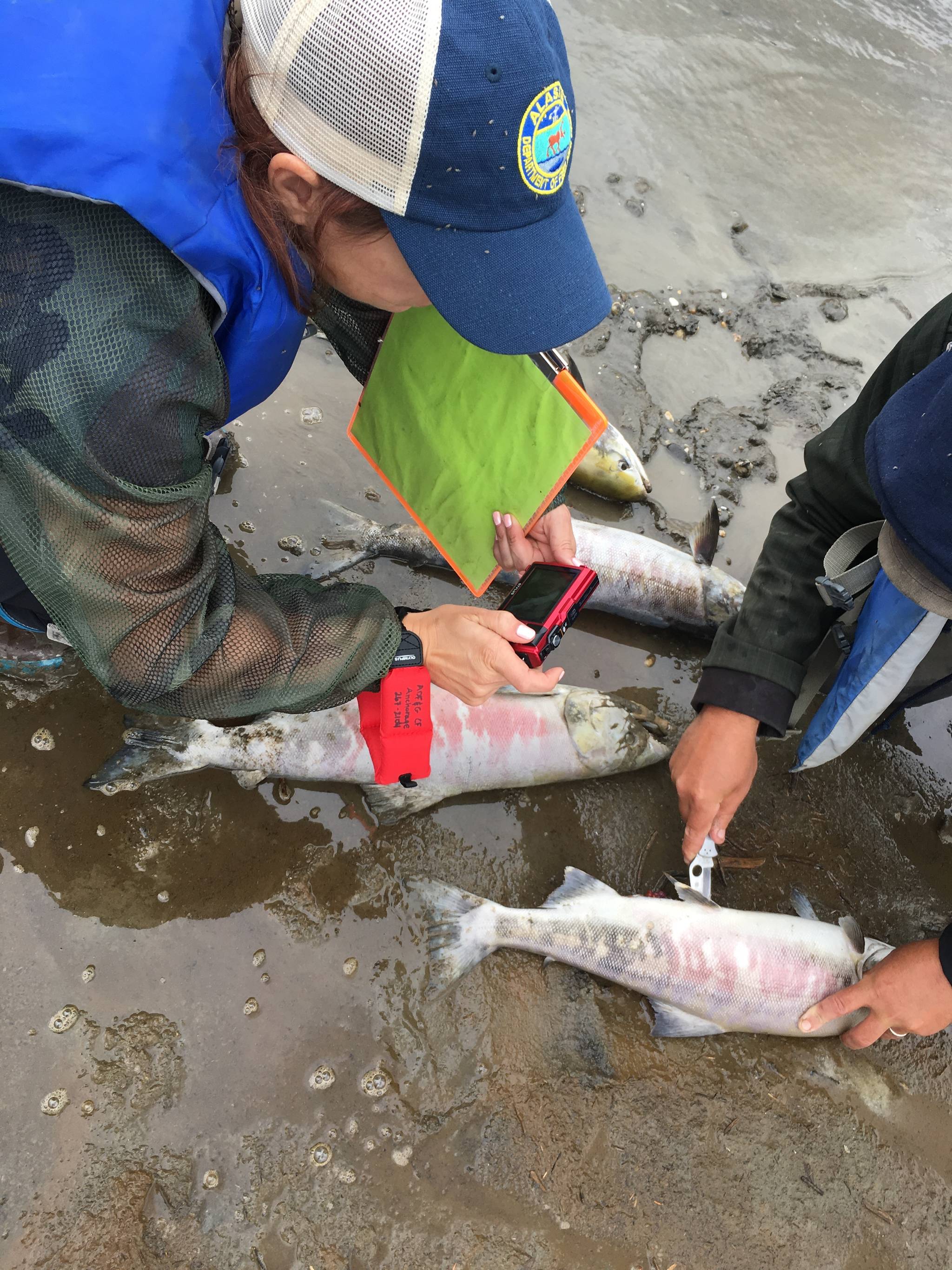 Scientists examine dead chum salmon found unspawned along the Koyukuk River this July. (Courtesy photo | Stephanie Quinn-Davidson)
