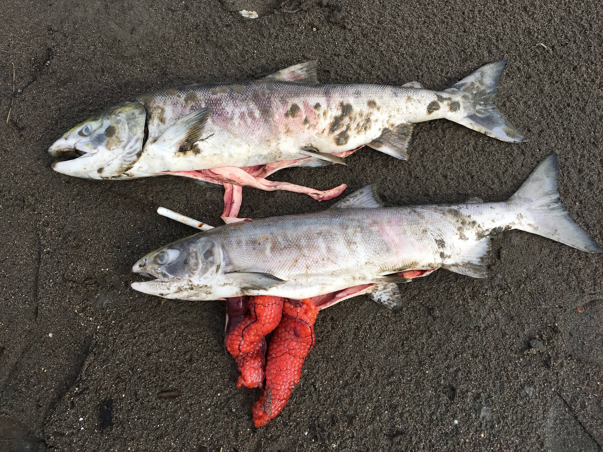 Unspawned male and female chum salmon along the Koyukuk River this July. (Courtesy photo | Stephanie Quinn-Davidson)
