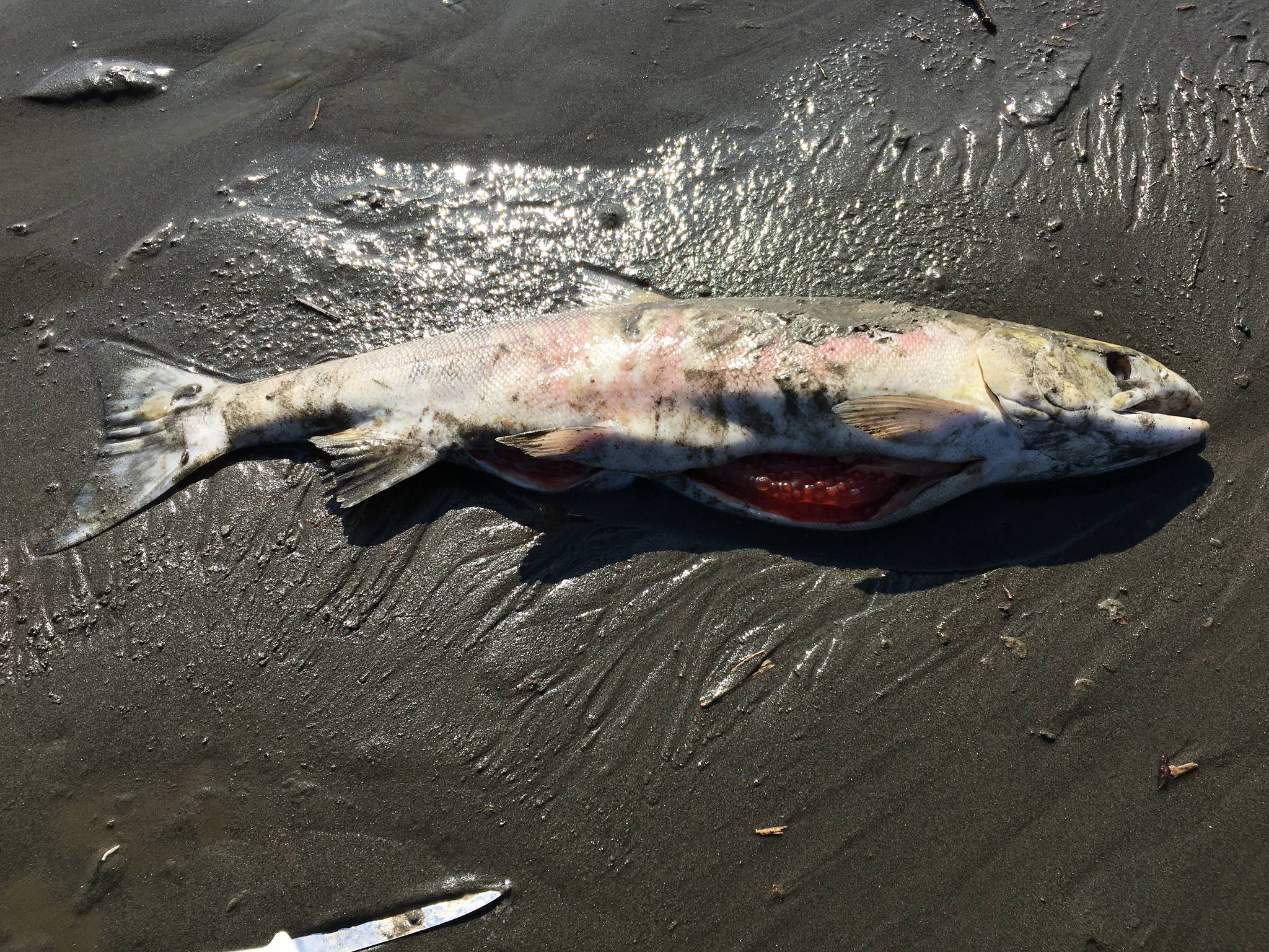 A dead unspawned female chum salmon along the Koyukuk River this July. (Courtesy photo | Stephanie Quinn-Davidson)