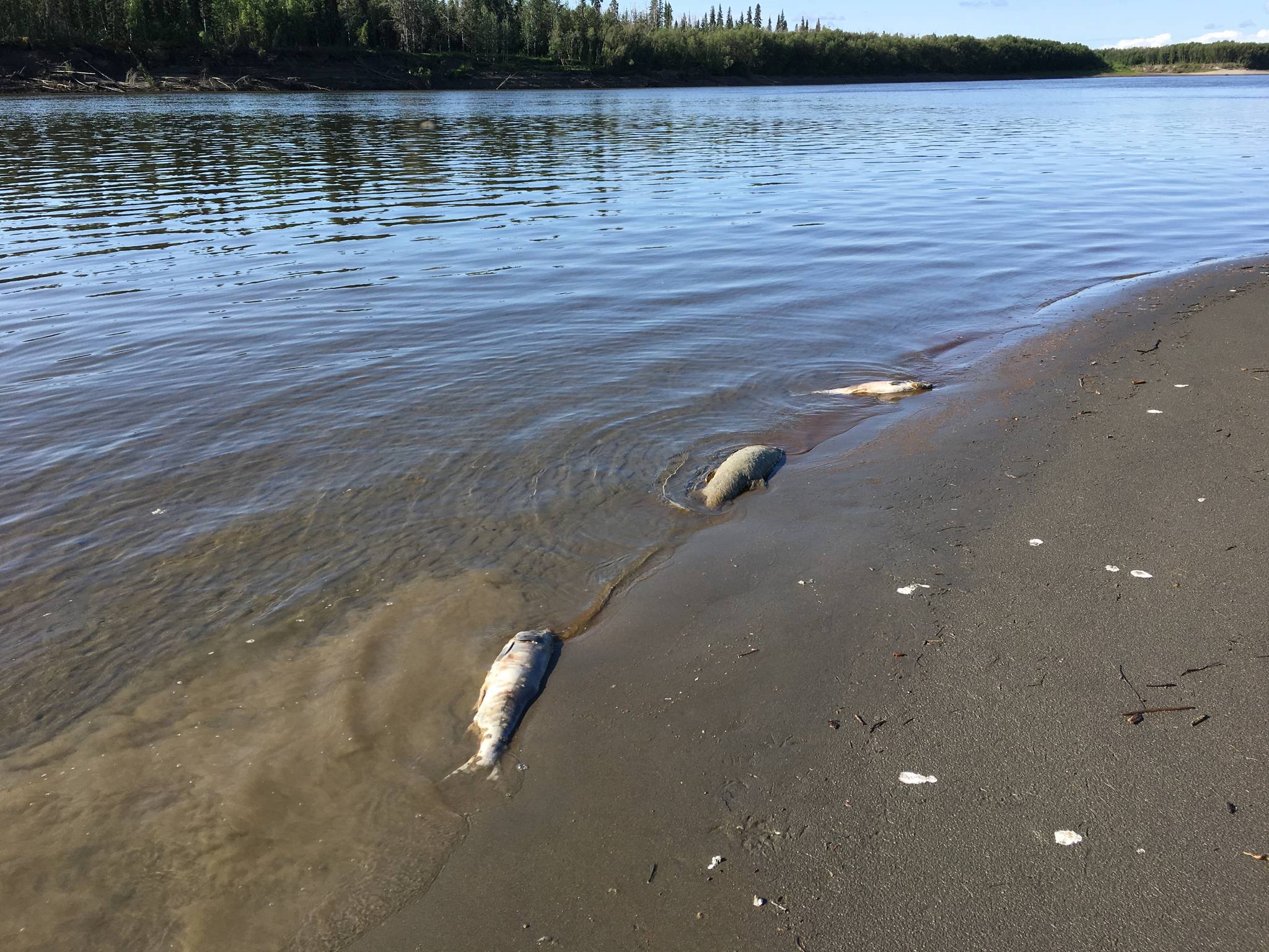 Dead, unspawned chum salmon line the banks of the Koyukuk River after a warm water event during Alaska’s unusually warm temperatures this July. (Courtesy photo | Stephanie Quinn-Davidson)