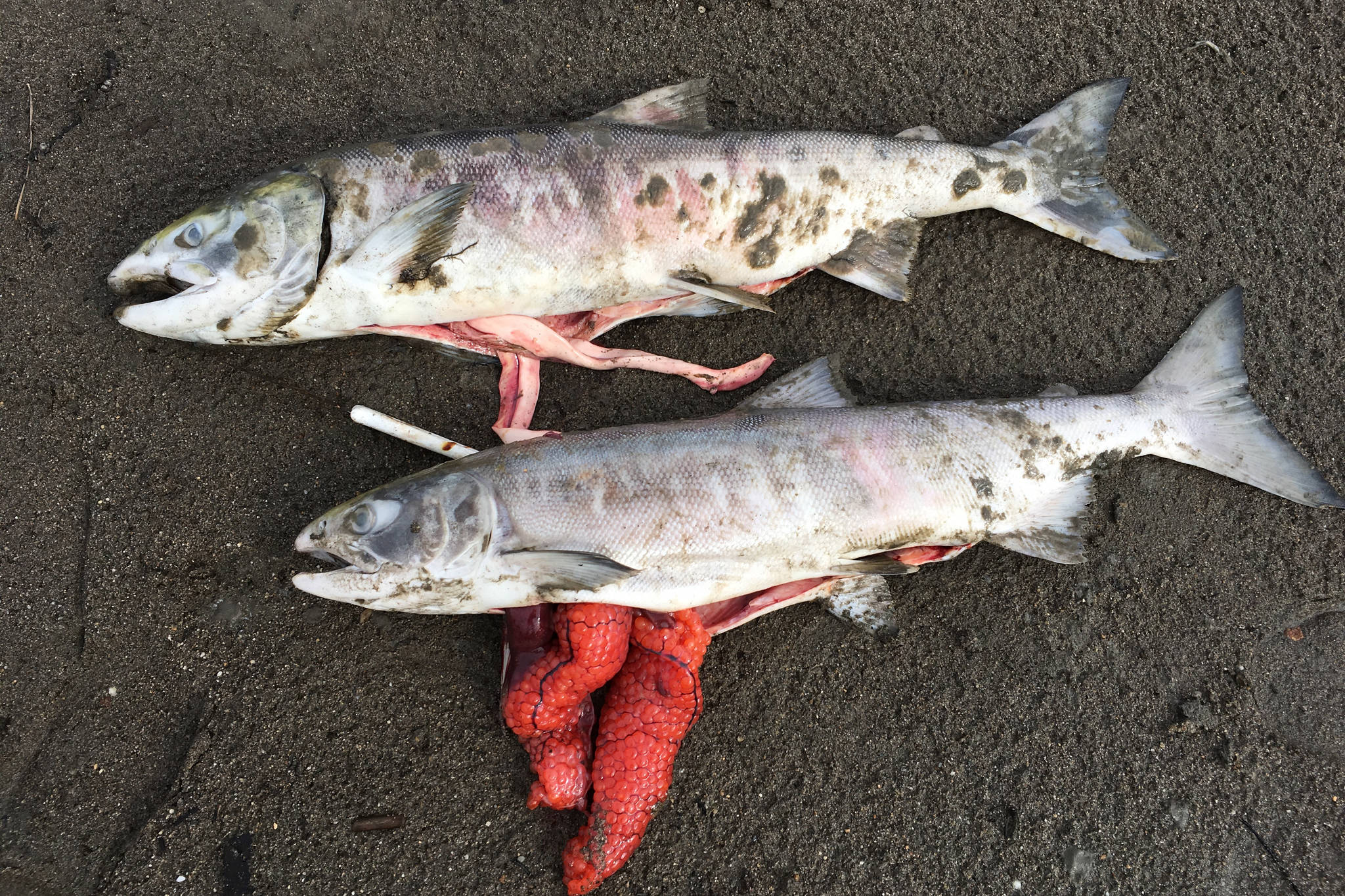 Warm waters across Alaska cause salmon die-offs