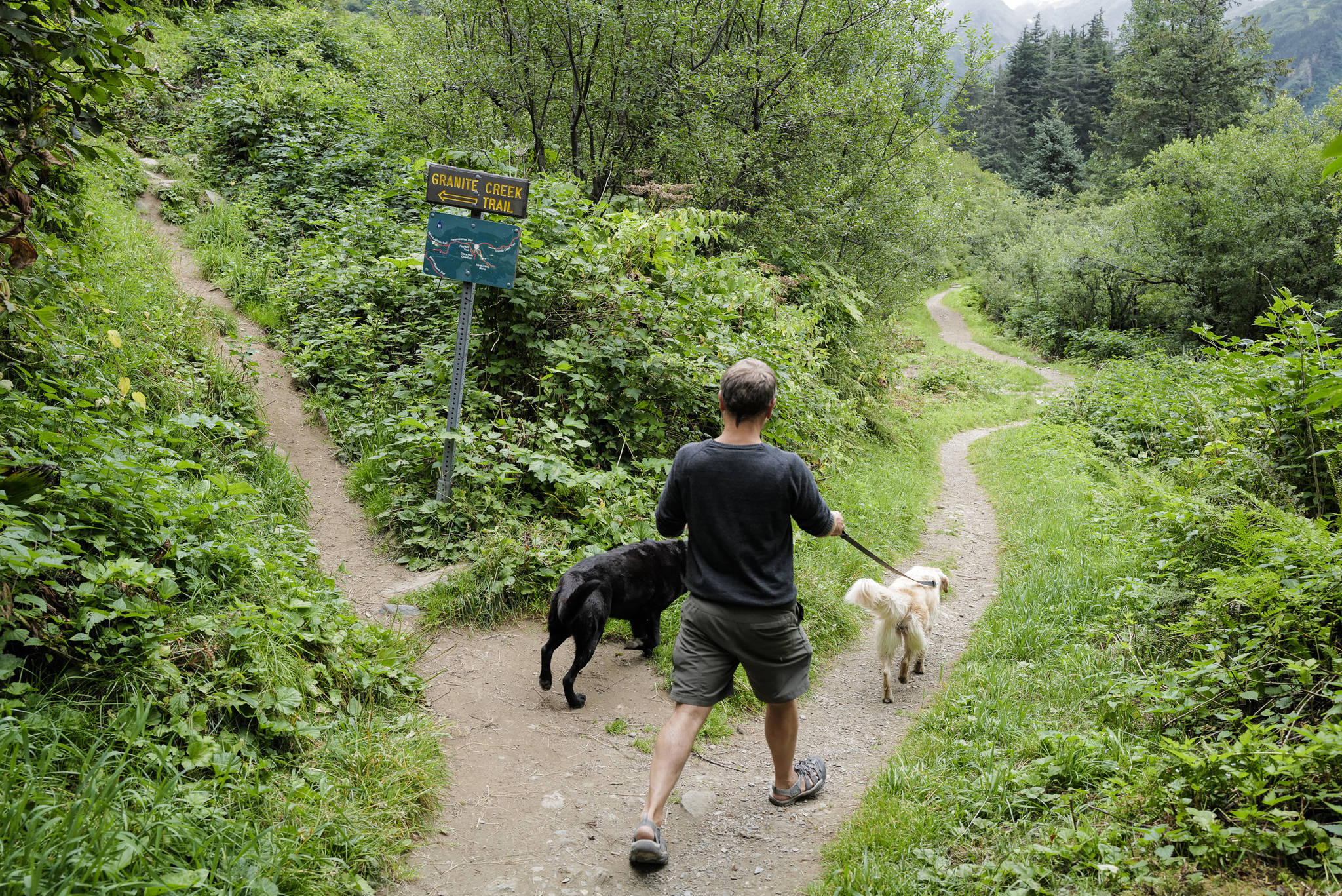 A dog walker on Perseverance Trail at the granite Creek Trail spur on Wednesday, Aug. 14, 2019. (Michael Penn | Juneau Empire)