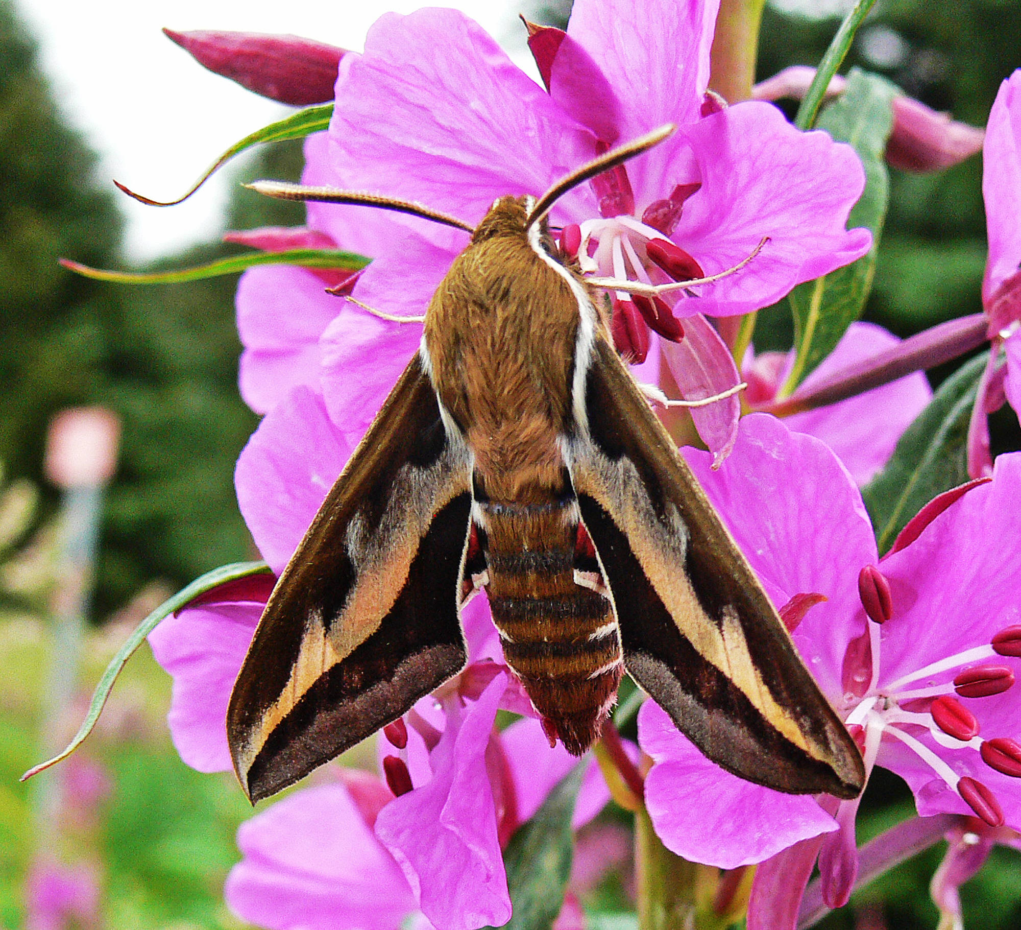 Many hawk moths have long proboscides suitable for extracting nectar from the long nectar spurs of certain flowers. (Courtesy photo | Bob Armstrong)