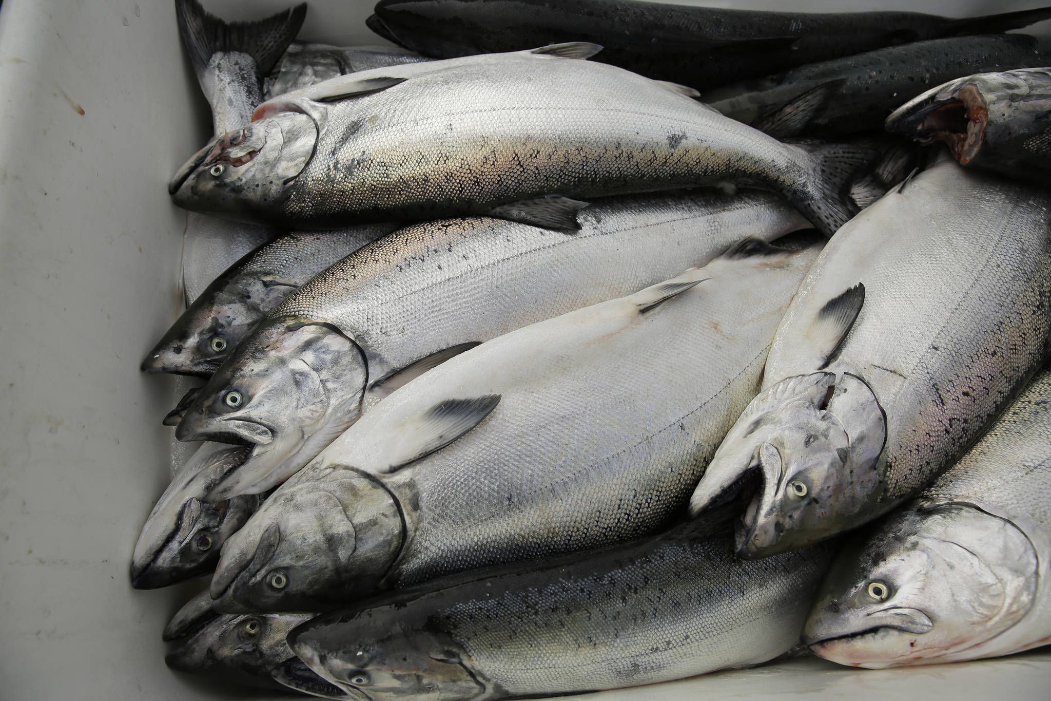 In this photo taken Monday, July 22, 2019, chinook salmon is seen after being unloaded at Fisherman’s Wharf in San Francisco. California fishermen are reporting one of the best salmon fishing seasons in more than a decade, thanks to heavy rain and snow that ended the state’s historic drought. It’s a sharp reversal for chinook salmon, also known as king salmon, an iconic fish that helps sustain many Pacific Coast fishing communities. (AP Photo/Eric Risberg)