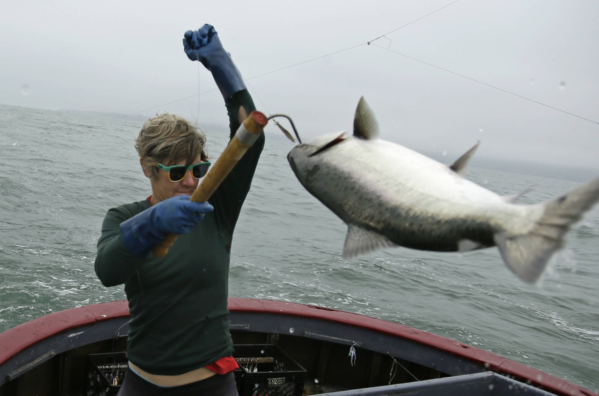 In this photo taken Wednesday, July 17, 2019, Sarah Bates hauls in a chinook salmon on the fishing boat Bounty near Bolinas, Calif. California fishermen are reporting one of the best salmon fishing seasons in more than a decade, thanks to heavy rain and snow that ended the state’s historic drought. It’s a sharp reversal for chinook salmon, also known as king salmon, an iconic fish that helps sustain many Pacific Coast fishing communities. (AP Photo/Eric Risberg)