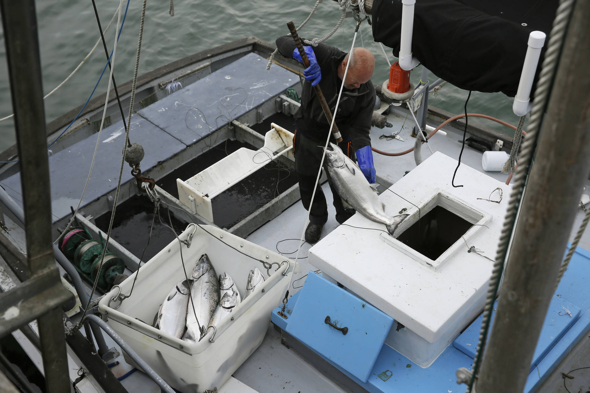 In this photo taken Monday, July 22, 2019, Mike Hudson unloads chinook salmon off his boat at Fisherman’s Wharf in San Francisco. California fishermen are reporting one of the best salmon fishing seasons in more than a decade, thanks to heavy rain and snow that ended the state’s historic drought. It’s a sharp reversal for chinook salmon, also known as king salmon, an iconic fish that helps sustain many Pacific Coast fishing communities. (AP Photo/Eric Risberg)