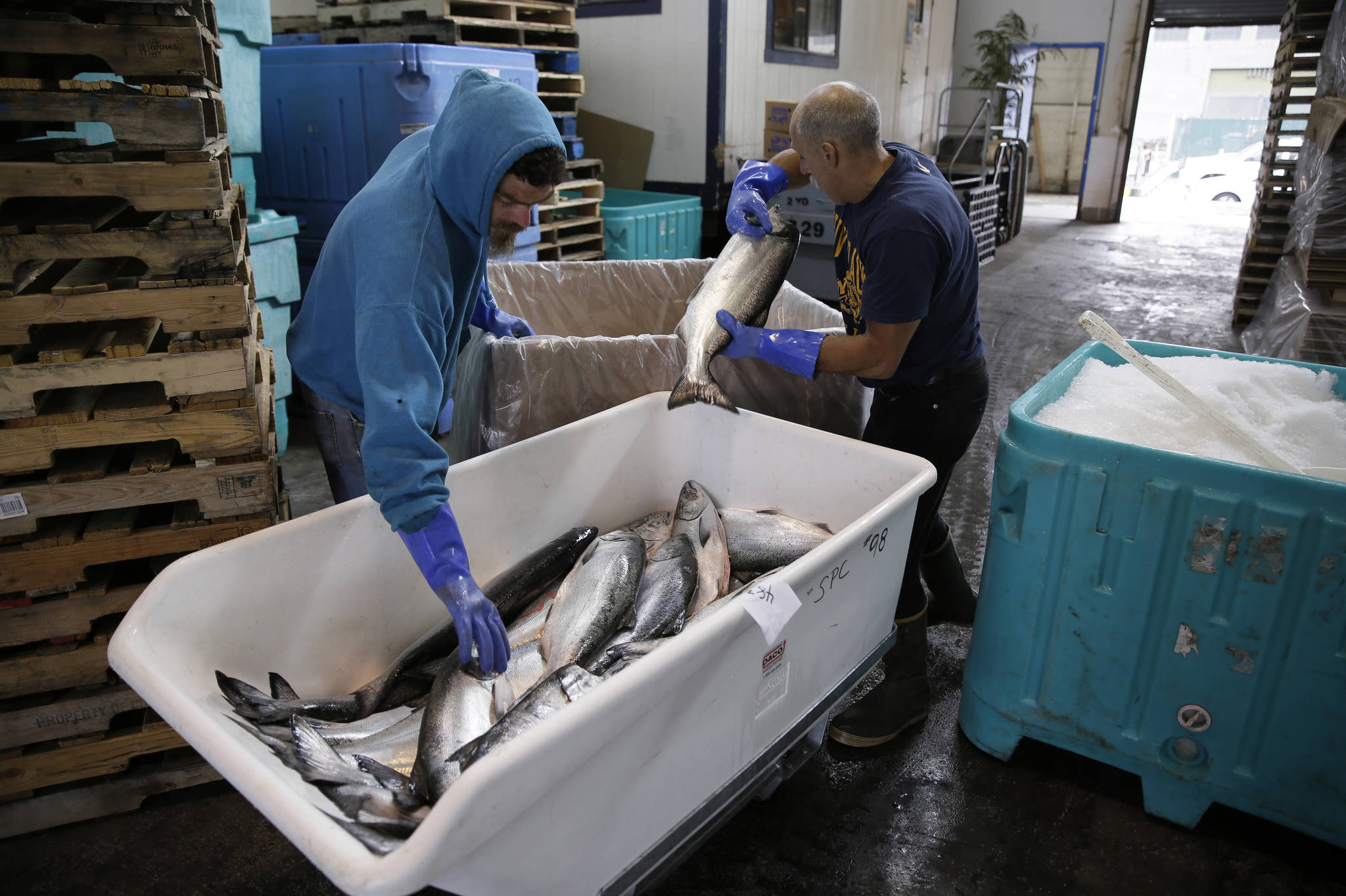 In this photo taken Monday, July 22, 2019, Mark Adams, right, unloads chinook salmon inside a cooperative at Fisherman’s Wharf in San Francisco. California fishermen are reporting one of the best salmon fishing seasons in years, thanks to heavy rain and snow that ended the state’s historic drought. A marine scientist with California’s fish and wildlife agency says commercial catches have so far surpassed official preseason forecasts by roughly 50 percent. (AP Photo/Eric Risberg)