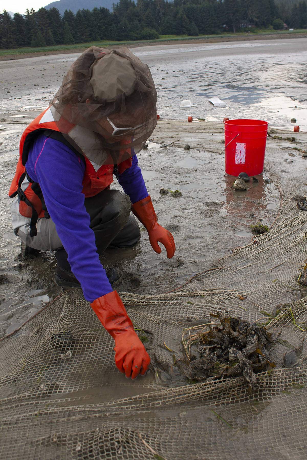Postdoctoral student Krista OKE sorts through a seine for fish in the Mendenhall River estuary as part of the Alaska NSF EPSCoR Fire and Ice project on July 3, 2019. (Courtesy Photo | Tom Moran)