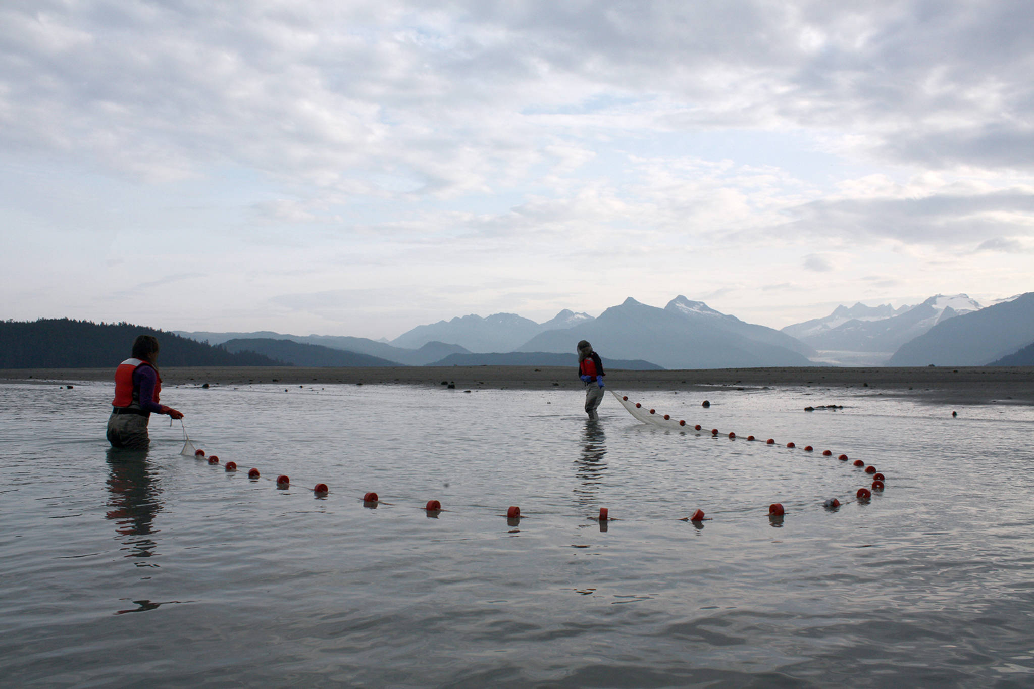 Postdoctoral student Krista Oke and technician Sydney King seine for fish in the Mendenhall River estuary as part of the Alaska NSF EPSCoR Fire and Ice project on July 3, 2019. (Courtesy Photo | Tom Moran)