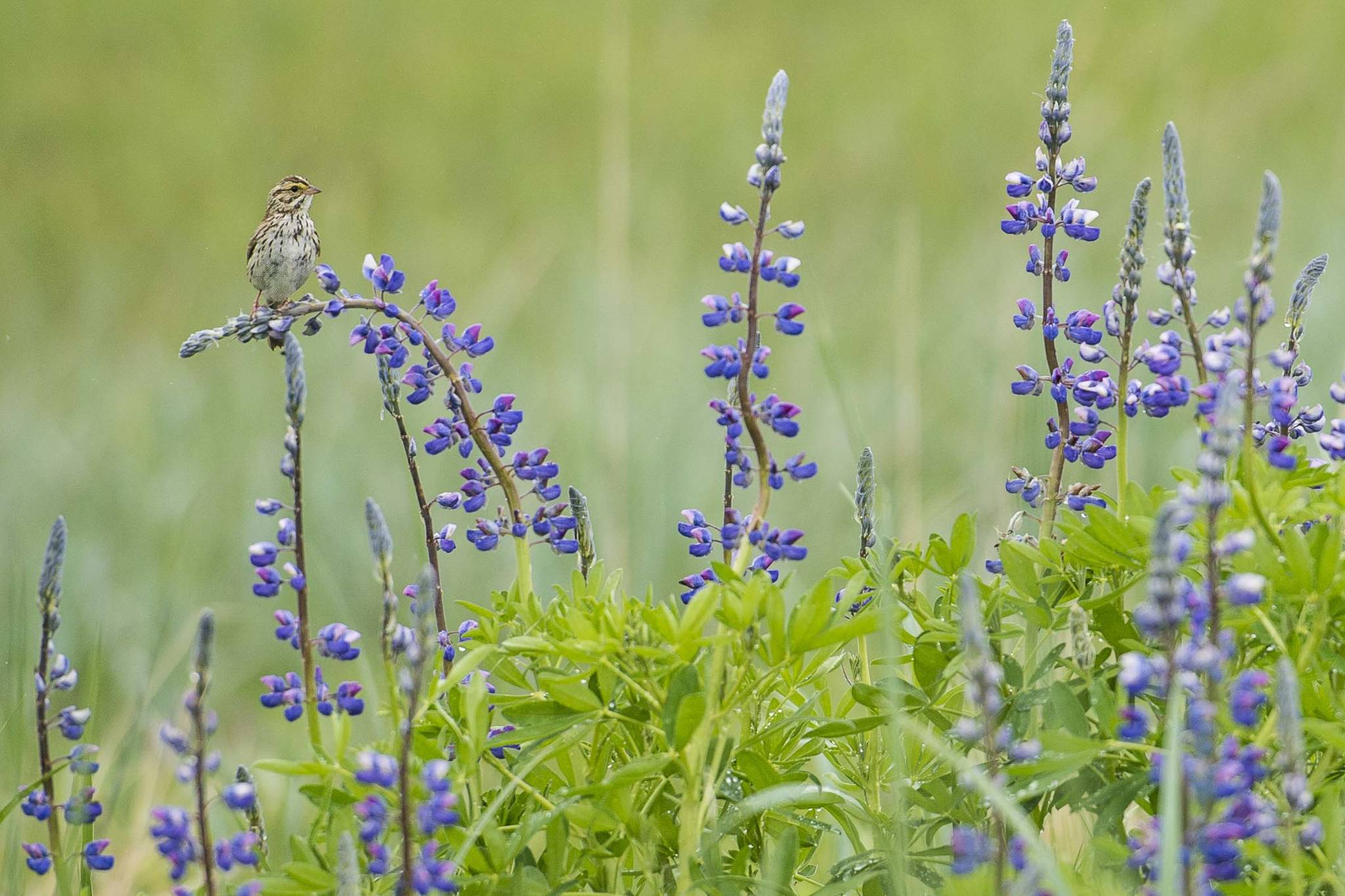 A Savannah sparrow uses lupine blossoms as a perch in the Mendenhall Wetlands State Game Refuge on Monday, June 3, 2019. (Michael Penn | Juneau Empire)