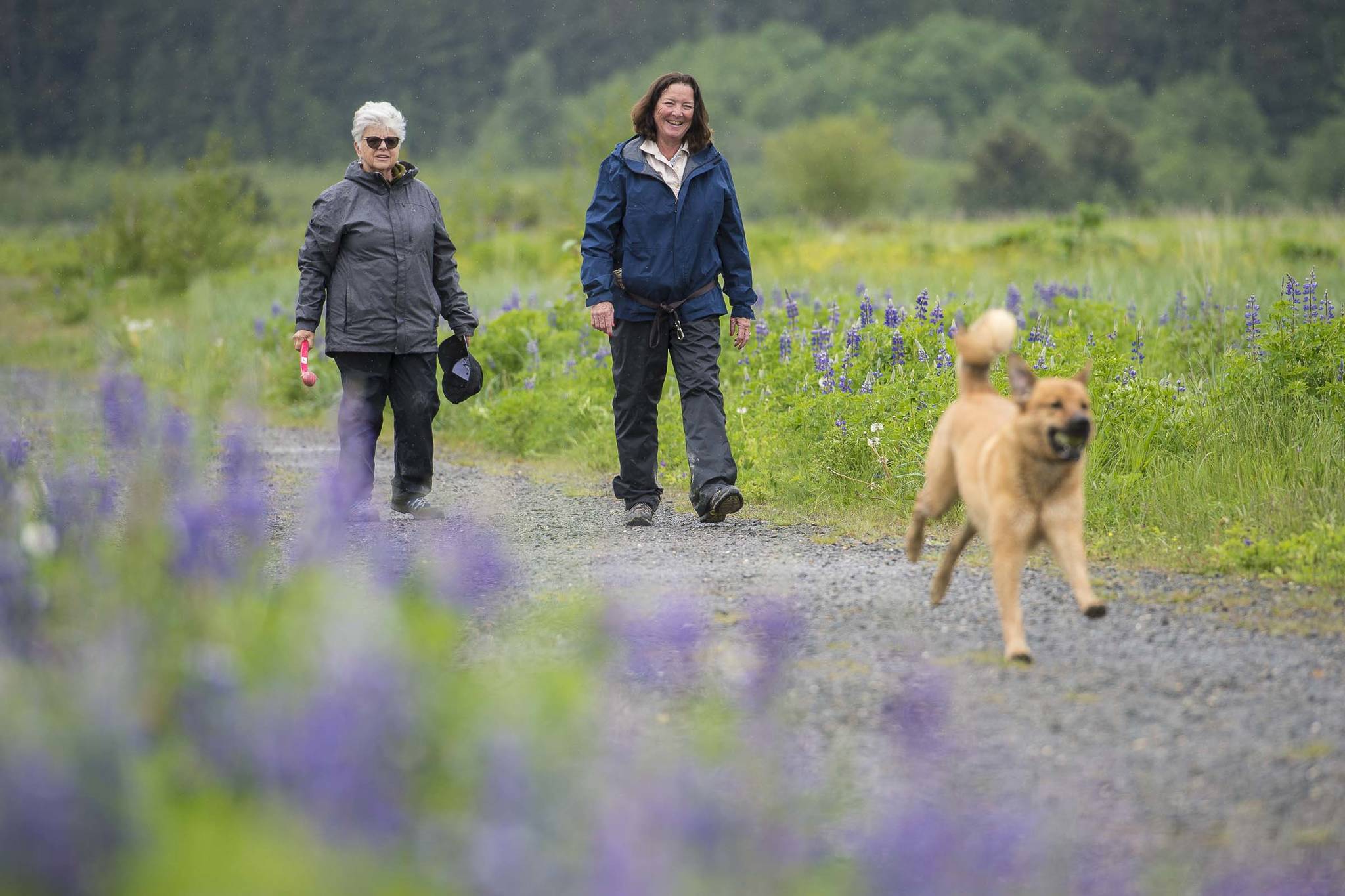 Surrounded by wildflowers, Kate McKelvey, left, and Mary Boas Hayes exercise Koa in the Mendenhall Wetlands State Game Refuge on Monday, June 3, 2019. (Michael Penn | Juneau Empire)