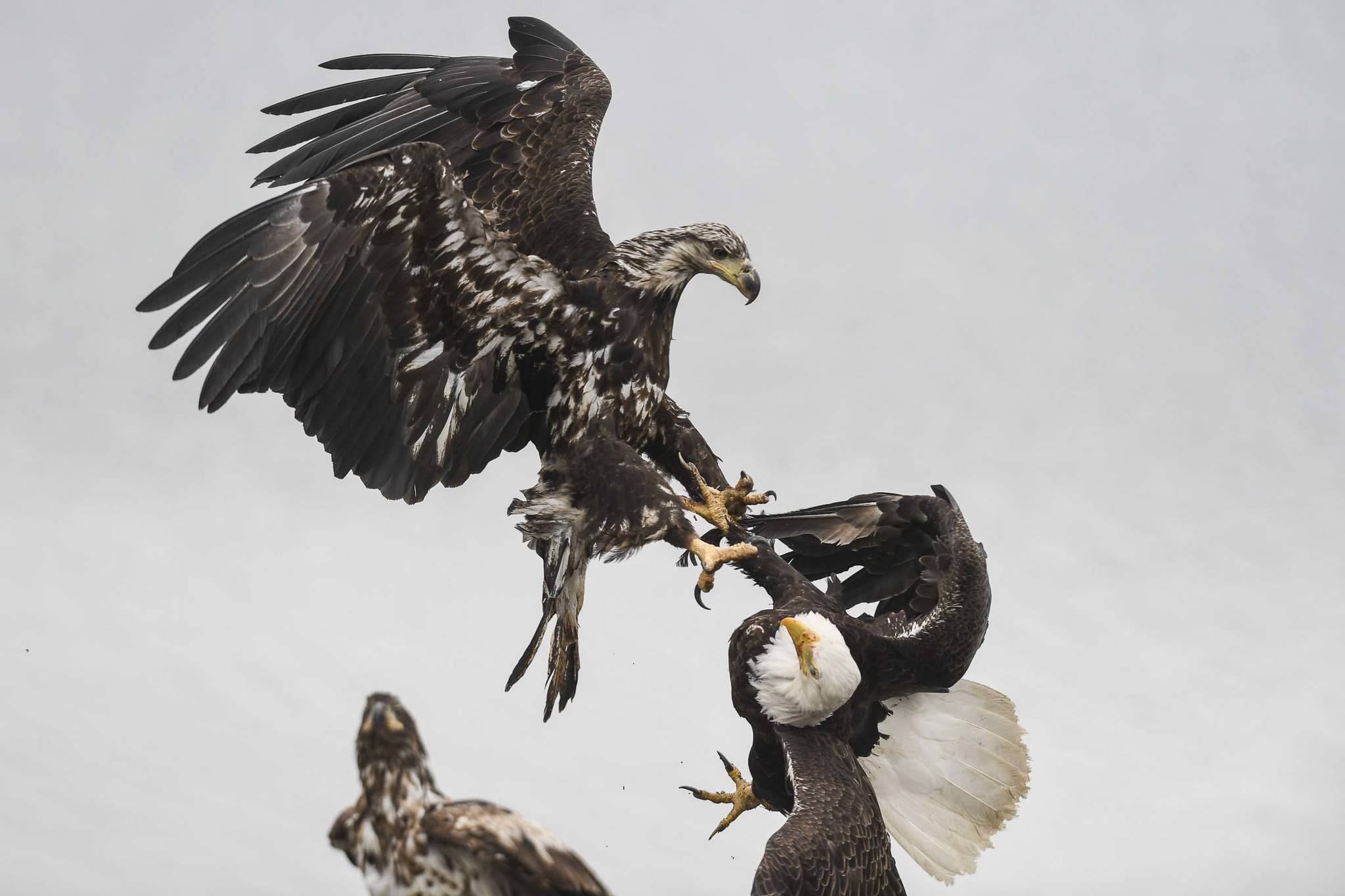 Bald eagles fight as they take advantage of returning salmon to the Macaulay Salmon Hatchery on Tuesday, July 9, 2019. (Michael Penn | Juneau Empire)