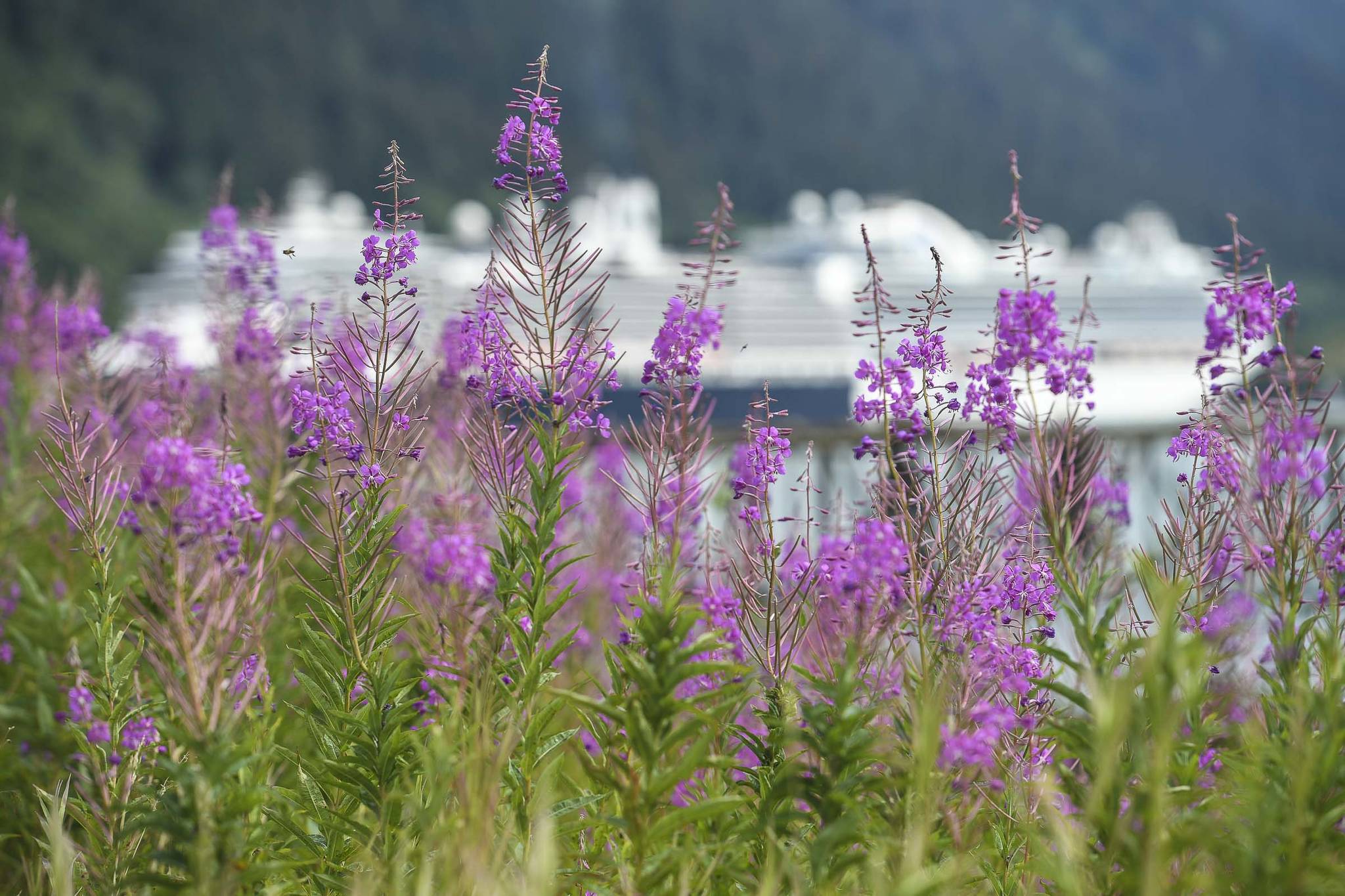 Fireweed blooms downtown against a backdrop of cruise ships on Monday, July 22, 2019. (Michael Penn | Juneau Empire)