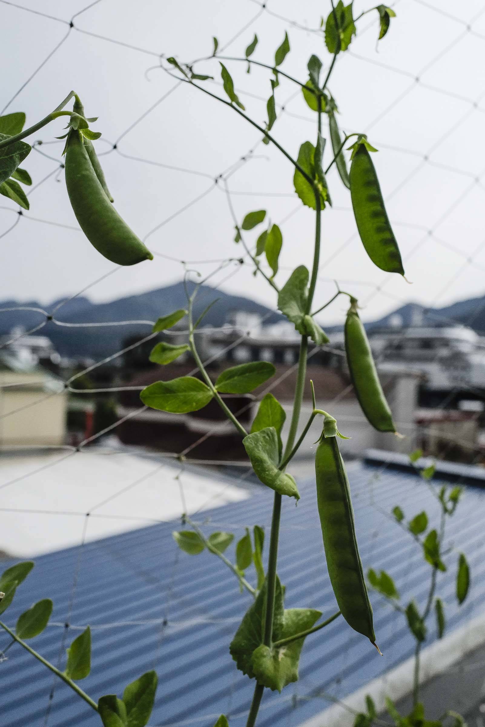 Peas growing on a roof top garden at the Glory Hall on Friday, Aug. 2, 2019. The produce in the garden is used daily in meals to feed patrons. (Michael Penn | Juneau Empire)