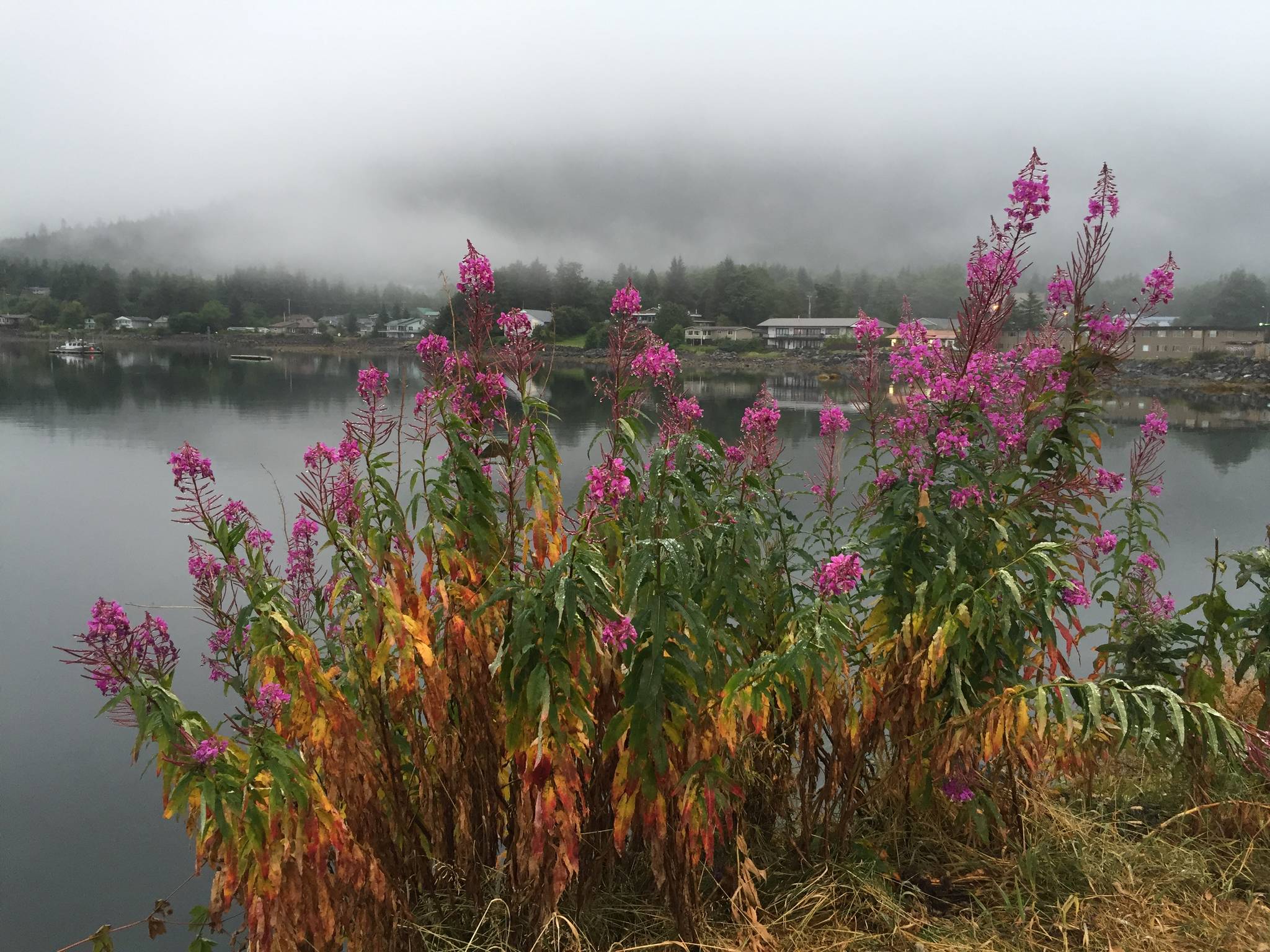 Fireweed is close to fog in Sitka. (Vivian Mork Yéilk’ | For the Capital City Weekly)