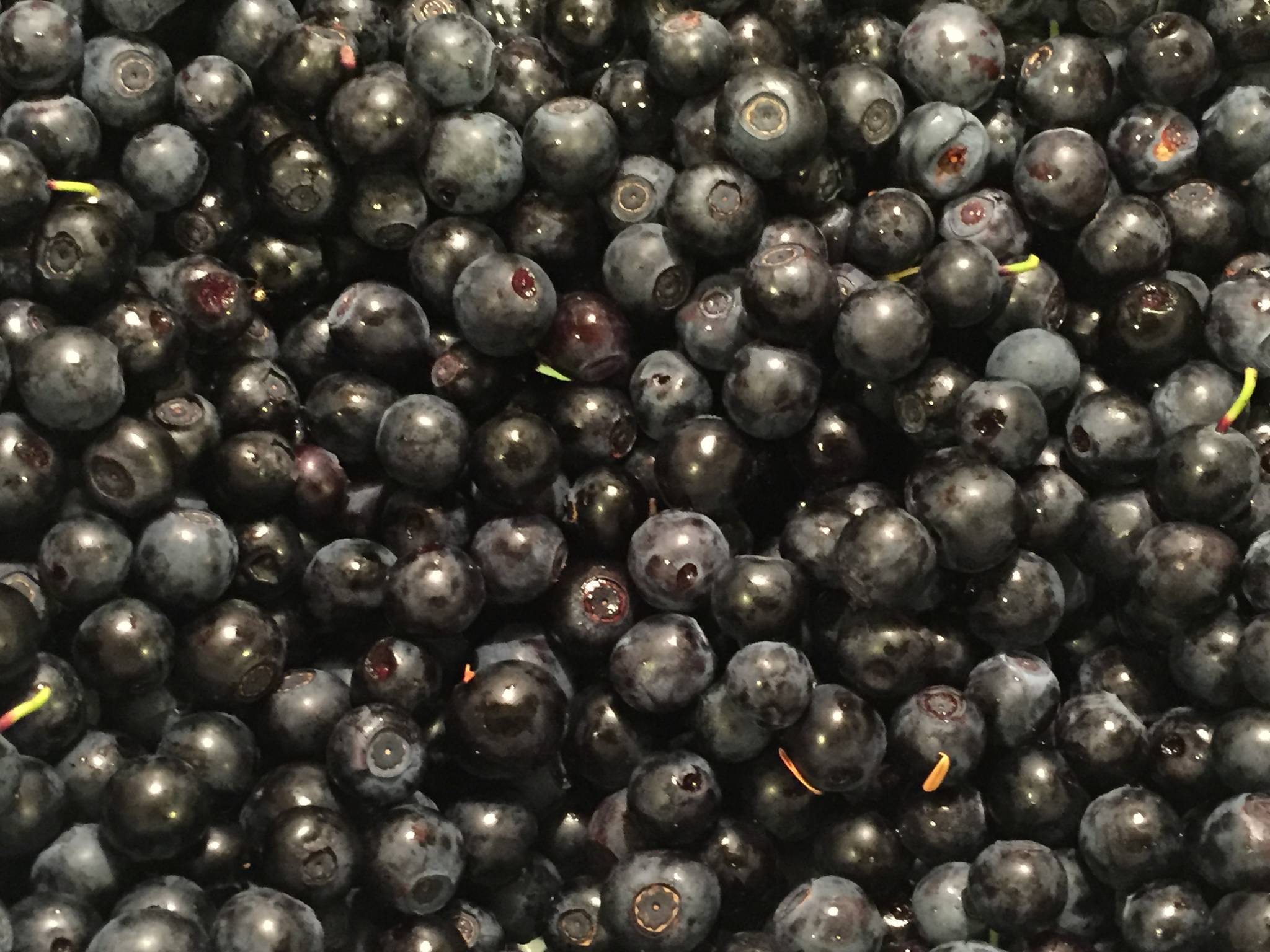 Blueberries and black huckleberries wait to be used for a variety of purposes. (Vivian Mork Yéilk’ | For the Capital City Weekly)
