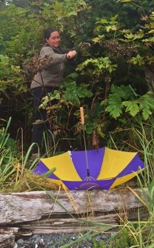 Vivian Mork Yéilk’, Planet Alaska host, harvests gray currants. Tip: Umbrella’s make great harvesting containers. (Vivian Mork Yéilk’ | For the Capital City Weekly)