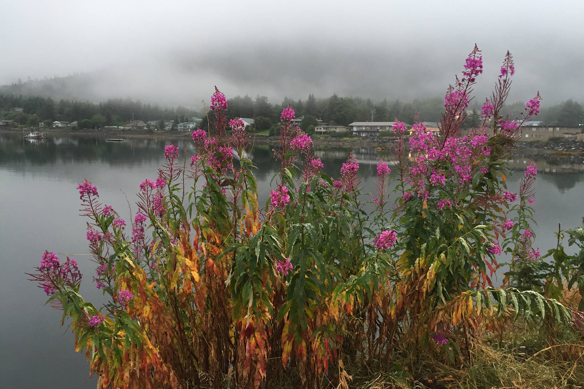 Fireweed is close to fog in Sitka. (Vivian Mork Yéilk’ | For the Capital City Weekly)